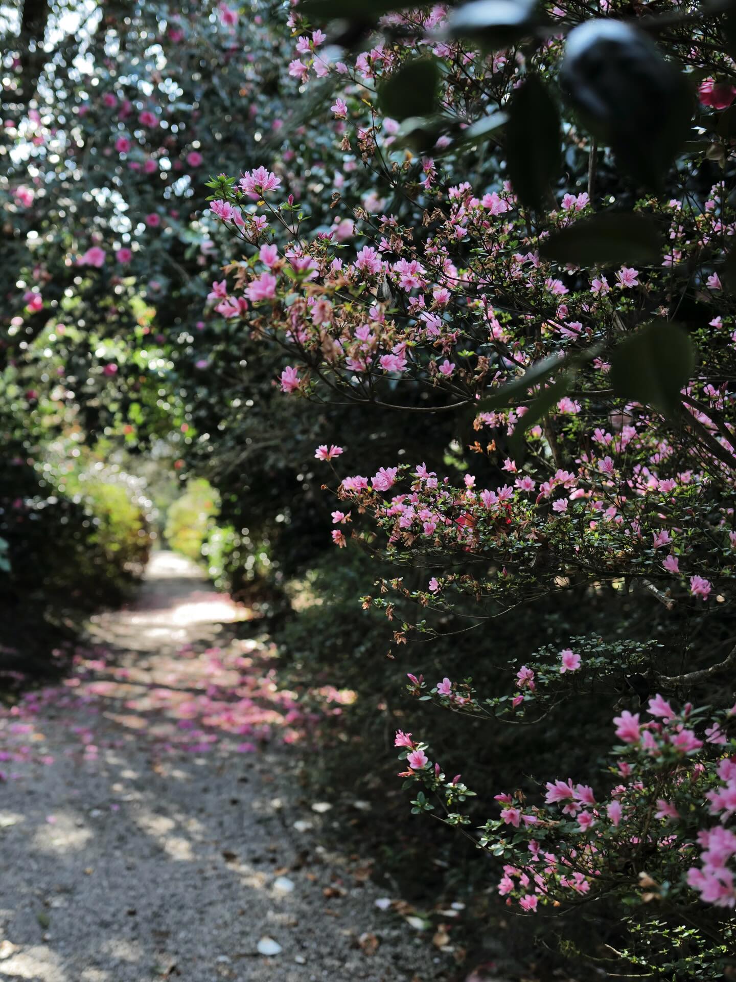 We've had a few lovely days over the last week and naturally I've convinced myself that spring is here.
Spring is one of the best times to visit Cornwall; the crowds haven't arrived yet and the beaches and coast path are still quiet. There are flowers everywhere. At the moment it's all about daffodils, camellias and magnolias. Come May we'll be into bluebell season. Cafes and restaurants are opening up after their winter breaks and on a sunny day it's warm enough to sit outside with your coffee. Here in the far west, The Jubilee Pool reopens at the end of the month and The Minack Theatre's season kicks off in April. It's time to think about getting in and on the water.
If you're planning a spring break then please do head over to the Journal on my website (link in Profile) where you'll find dozens of articles about places to visit and things to do. We have three holiday cottages here at Middle Colenso Farm and a flat in The Bell Tower in the centre of Penzance and they're all perfectly placed for exploring the area. I'm offering my Instagram followers a £100 discount on stays of three nights or more throughout March, April and May. Comment 'Spring' and I'll DM you the code.
#cornwallholiday #explorecornwall #lovecornwall #selfcateringcornwall #springbreak