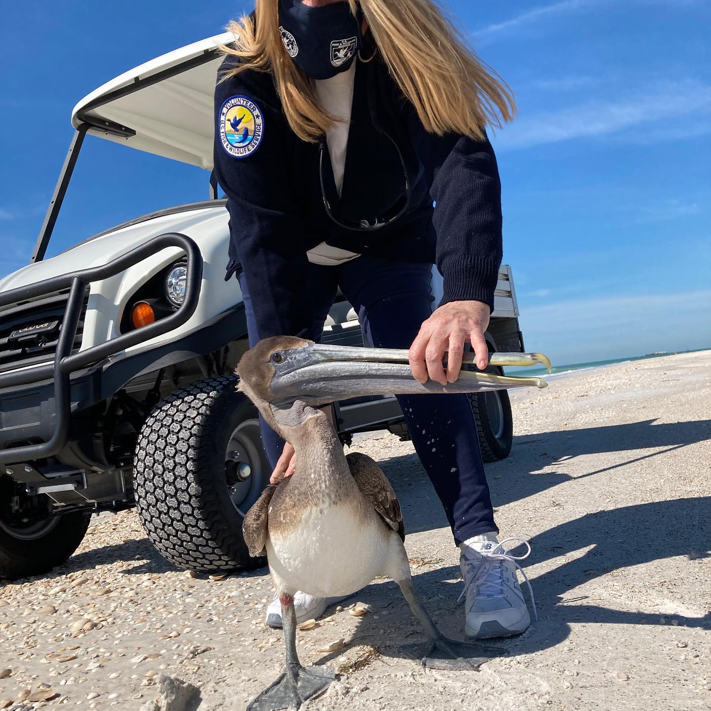 Into Nature Films helped Tampa Bay National Wildlife Refuges Volunteer and Bird Steward Joyce Galiardo untangle this beautiful Brown Pelican from fishing line today as we began work on our new film. Nesting birds will take over this beach on Egmont Key this summer. And, the Friends of Tampa Bay National Wildlife Refuges along with refuge staff will continue their wonderful work protecting this critical sanctuary. @usfws @tampabaywatch