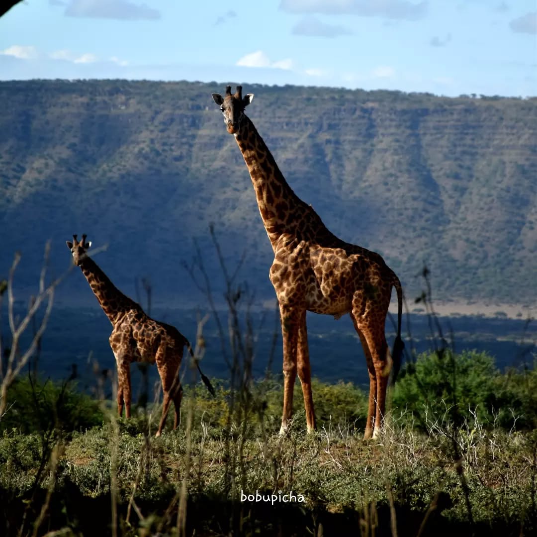 The ideal place to visit before your Safari to north Tanzania parks.
@dimbwiiiculture