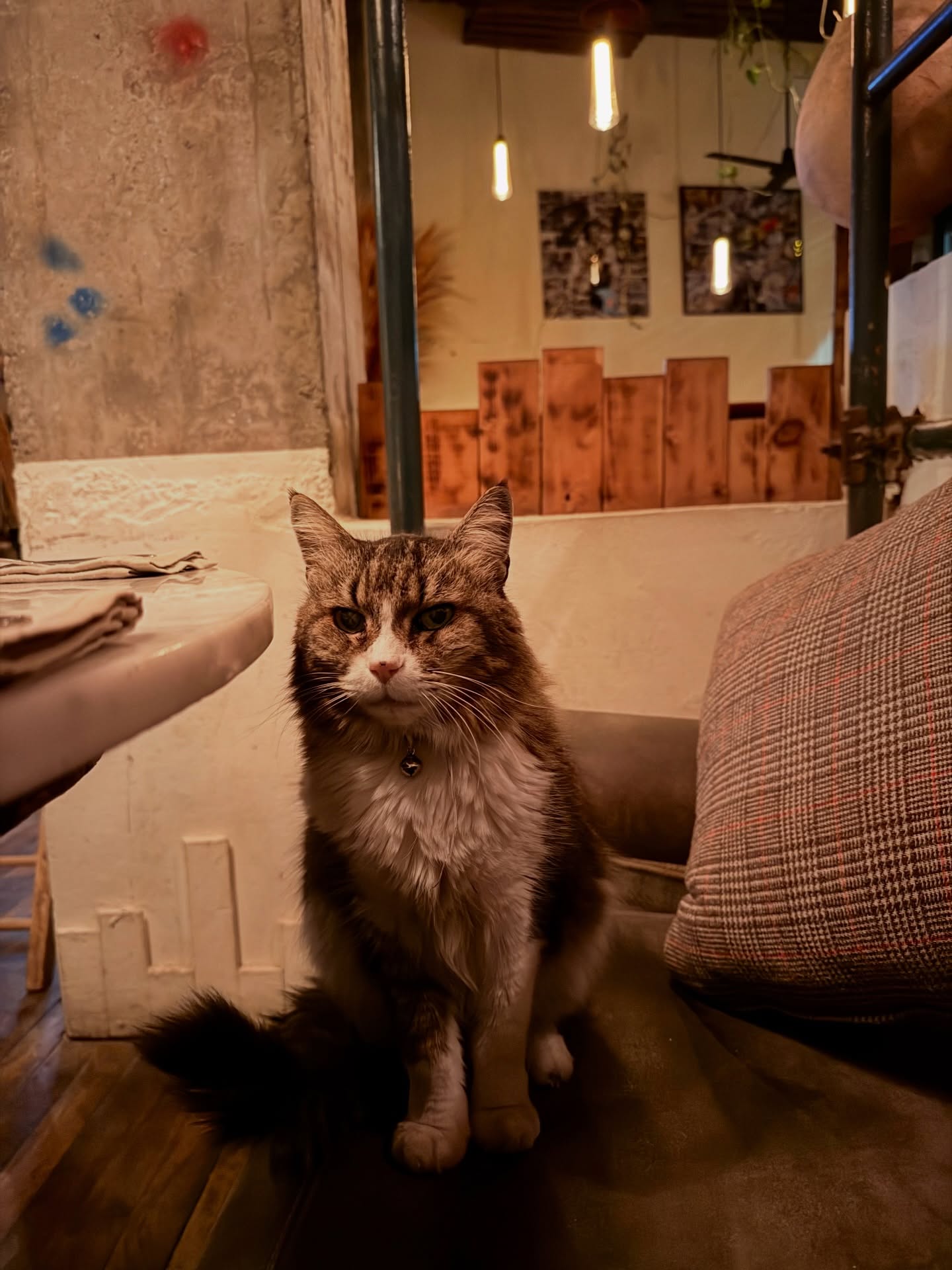 Palette est toujours au rendez-vous pour vous faire passer une belle soirée 😻
#restaurant #marrakech #diner #cat #frenchfood