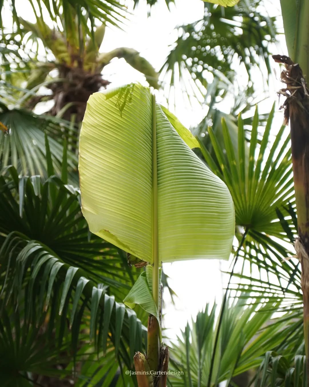 🌱 PFLANZENTIPP 🌱 Urlaubsfeeling im Garten
• Bananenstauden
• Bambus
• Farne
• Palmen
➡️ Welche Pflanze bedeutet für dich Urlaubsfeeling im Garten?
.
.
.
.
.
.
.
.
.
.
.
.
.
.
.
.
.
.
#Landschaftsarchitektur #landschaftsfotografie #Landschaftsgestaltung #landschaftsphotography #landscapedesign #Gartengestaltung #gardendesign #garteninspo #gartenjournal #gartenbau #gartenblog #gartenfotografie #gartenarchitektur #pflanzentipps #pflanzencommunity #pflanzenverwendung #pflanzkonzepte #pflanzenkombinationen #pflanzenfotografie #grünanlagen #grünoase #grünerwohnen #grünimgarten #grünkonzepte #Urlaubsfeeling #homeandgarden #eigenheimundgarten #hausbau #Hausgartenplanung #traumgarten