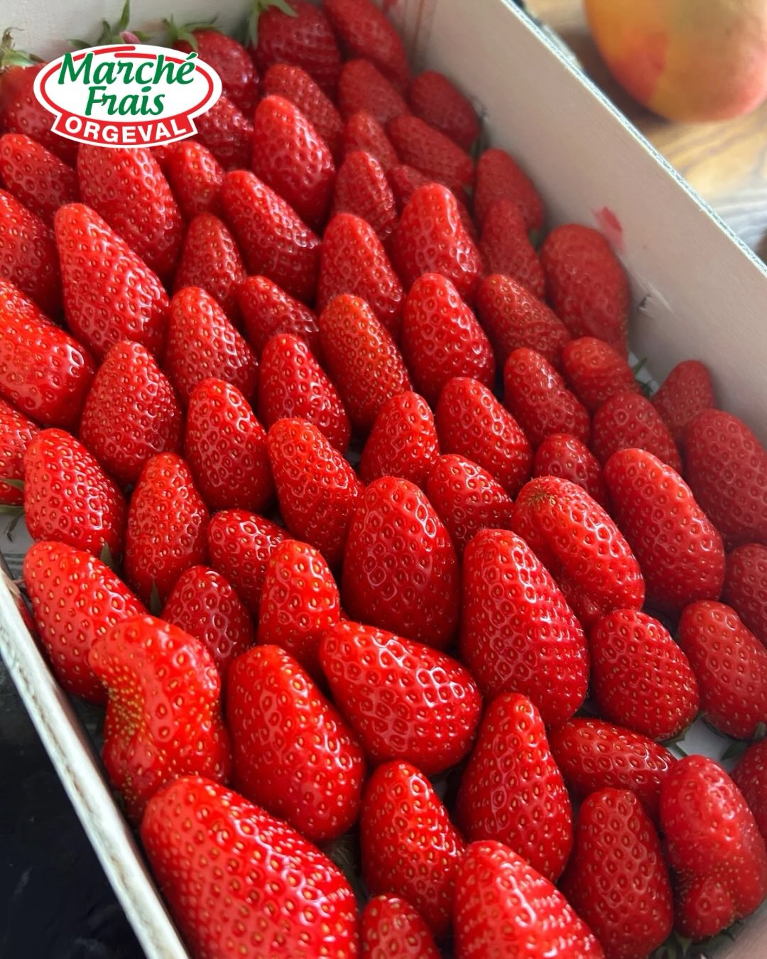 🍓 Les premières fraises arrivent…
Rouges, parfumées, délicatement sucrées… les fraises font doucement leur grand retour.
Au Marché Frais Orgeval, on aime les choisir pour leur goût avant tout.
Parce qu’une bonne fraise, c’est celle qui sent bon… avant même de la goûter😍
Vous les préférez comment ?
Nature, avec de la chantilly ou dans un dessert maison ? 🍓
#fraise #printemps #recettemaison #goodfood #marchefraisorgeval yvelines