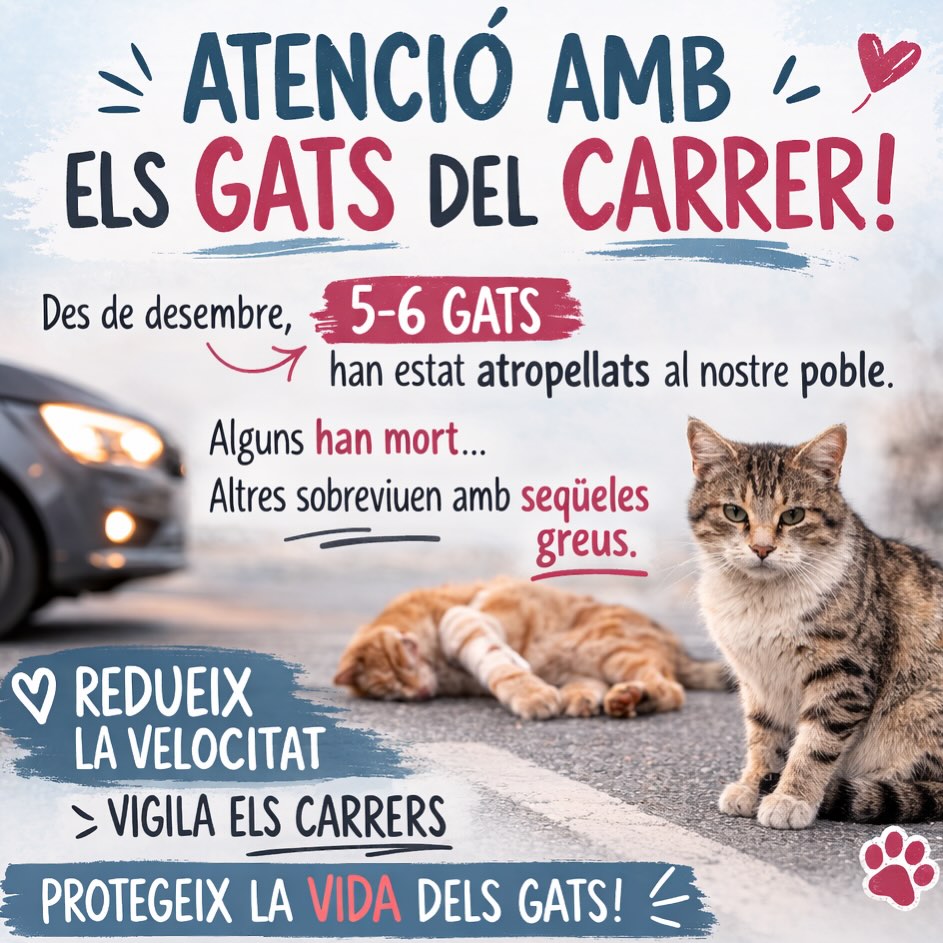 💔 Protegim els gats del carrer!
Des de desembre, 5-6 gats del nostre poble han sigut atropellats. Alguns no han sobreviscut, i altres han patit ferides greus que els deixaran seqüeles per a tota la vida.
🚗 Reduïu la velocitat i vigileu els carrers: els gats poden aparéixer de repen, sobretot de nit. Cada gest de prudència compta.
🐾 La responsabilitat és de tots: ajuda’ns a protegir-los. Cada vida compta 🐱