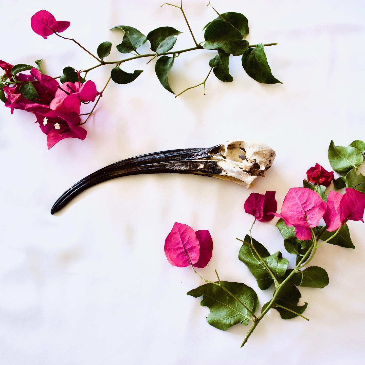 I’ve been on Instagram hiatus due to teaching commitments, but today was our last lab, so I had a moment to think about something other than human anatomy.
.
This is a new addition to my collection: the skull of a sacred ibis. They are native to much of Africa, and live in large colonies near marshy wetlands where they feed on things like frogs, crabs, and insects.
.
They are fairly large birds; this skull is about 10” long. Bird skulls tend to be very minimalistic with super thin bone in most places, but this one is big enough to be fairly substantial. And that makes it easy to identify anatomical structures!
.
All vertebrate skulls are composed of many bones that are fused to a greater or lesser degree. Birds are definitely a case of the former. Most of the bones are so completely fused that we can no longer distinguish where one ends and the other begins. Swipe for a labeled photo of the skull, showing some familiar structures and a few of the individual bones that are still distinguishable.
.
#science #anatomy #bird #skull #skullart #ibis #bones #birdsofinstagram #sacredibis