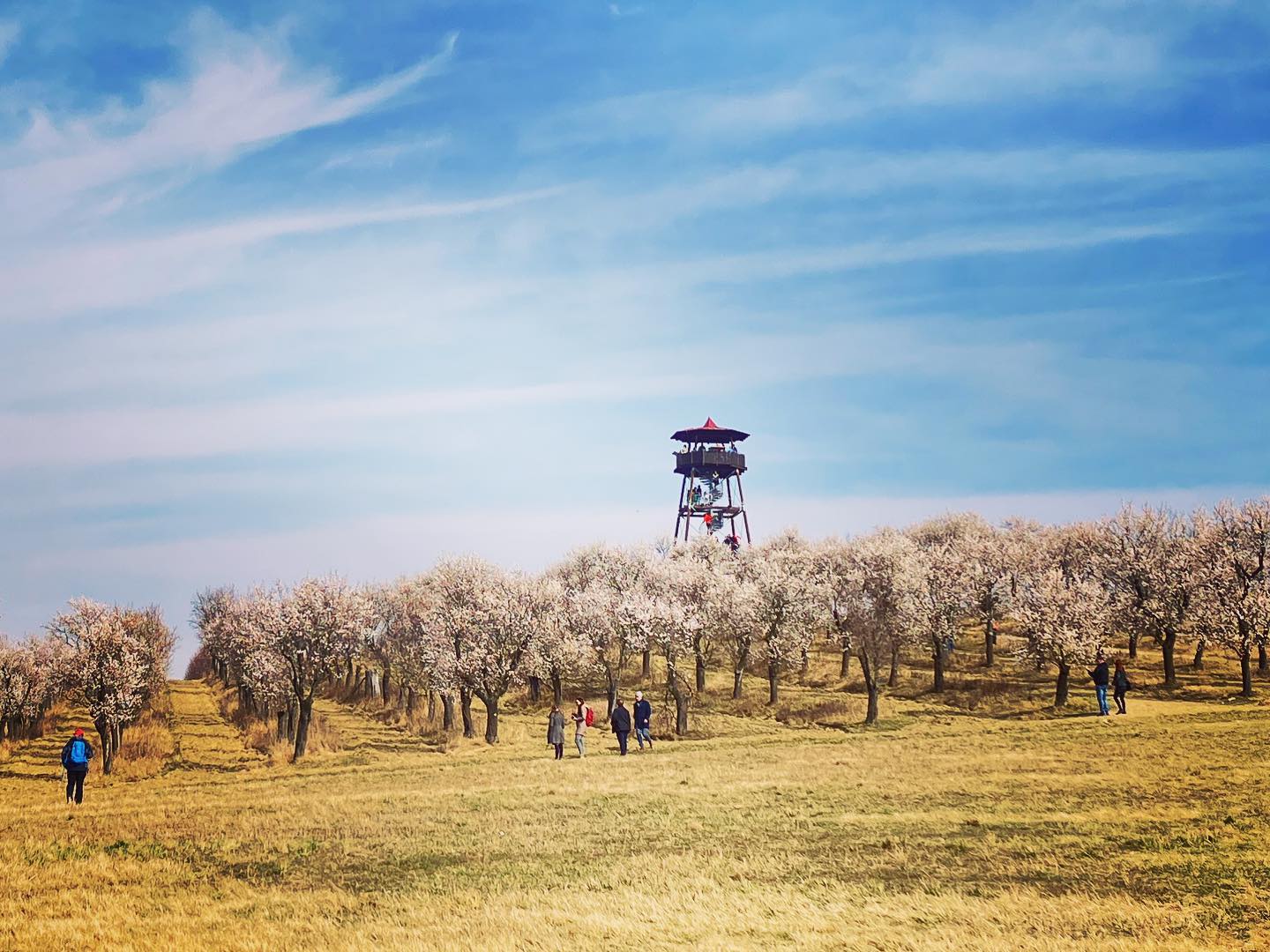 Nur etwa 20 Minuten von Brno entfernt befindet sich der größte Mandelgarten in Mitteleuropa. Die Blütezeit der Mandelbäume ist gerade jetzt und bereits am nächsten Wochenende findet hier ein großes Mandelfest statt. Sie müssen Brno aber nicht unbedingt verlassen, Produkte aus hiesigen Mandeln finden Sie auch im #mandlarnabrno.
#brno #hustopece #hustopeceubrna #südmähren #jiznimorava #southmoravia #tschechien #mandlonovastezka #mandlonovysad #mandelgarten #mandelbaum #mandelblüte #mandlarna
#travel #ausflugstipp #reisen