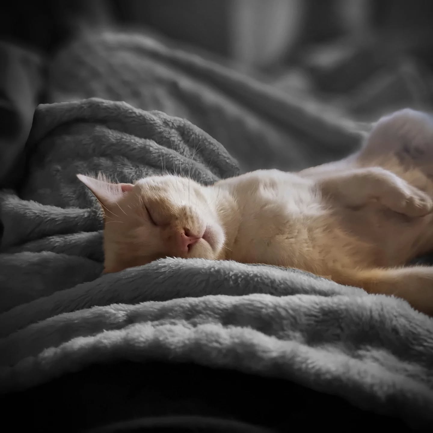 Voici Ollie, le nouveau membre de notre joyeuse bande de chats. Ce petit chaton maigrelet que j'ai trouvé est devenu une vraie boule d'amour.
Say hello to Ollie, he's the new member of our cat army. He's gone from the thin little kitten I found to this chunk if love.
#lavidaleriecats #whitecatblueeyes #whitecats #chatblanc