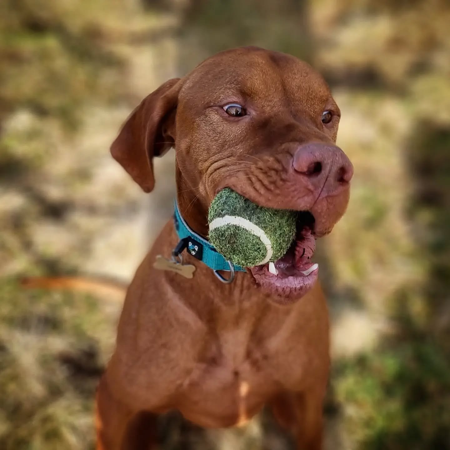 Harris
#harris #hungarianvizsla #vizsla #vizslagram #vizslalove #dogsofinstagram #dogsofinsta #instadogs #dogphotography #scotland #dogs_of_instagram #dogsofinstaworld #dogstagram #instagramdogs #dogsofig #doglovers #lovedogs #dogsdaily #dogoftheday #pawsome #adventurewithdogs #happy #dogs #dogsitting #dogwalking #instadog #goodboy #doglife #doggy #dogscorner