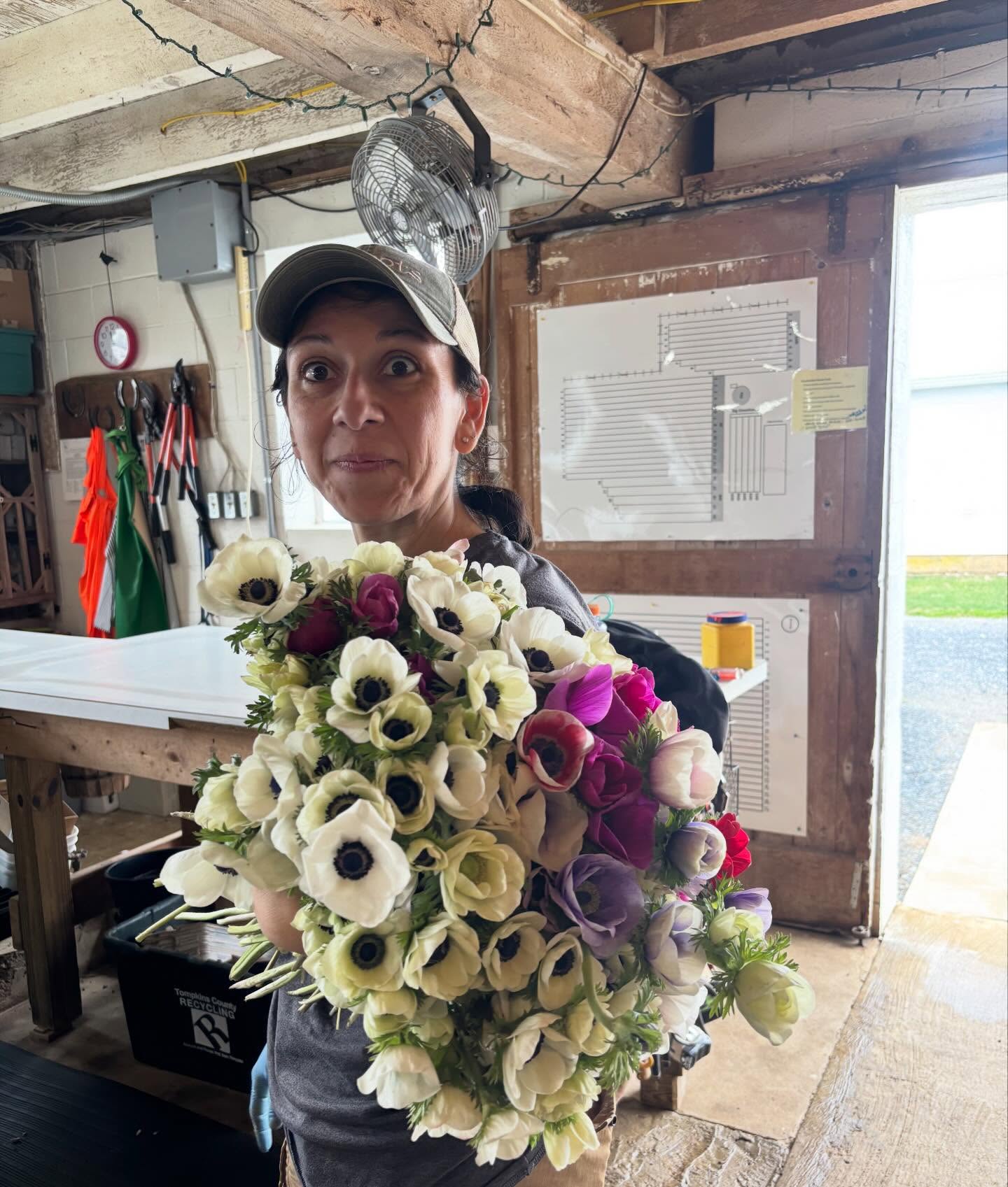 What’s more surprising: waking up to snow on the ground this morning or Marcy’s big armload of anemones harvested yesterday?