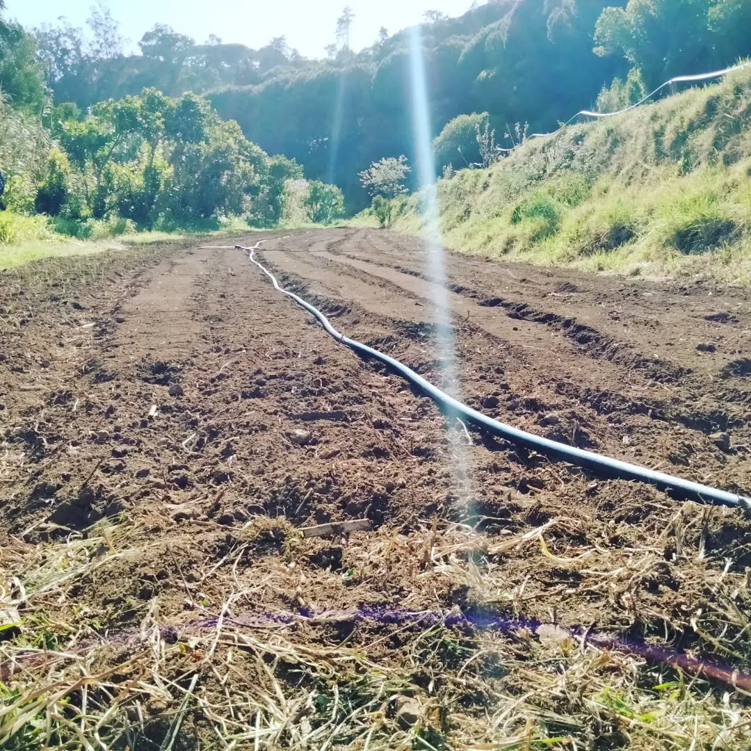 Após dia no computador, plantamos!