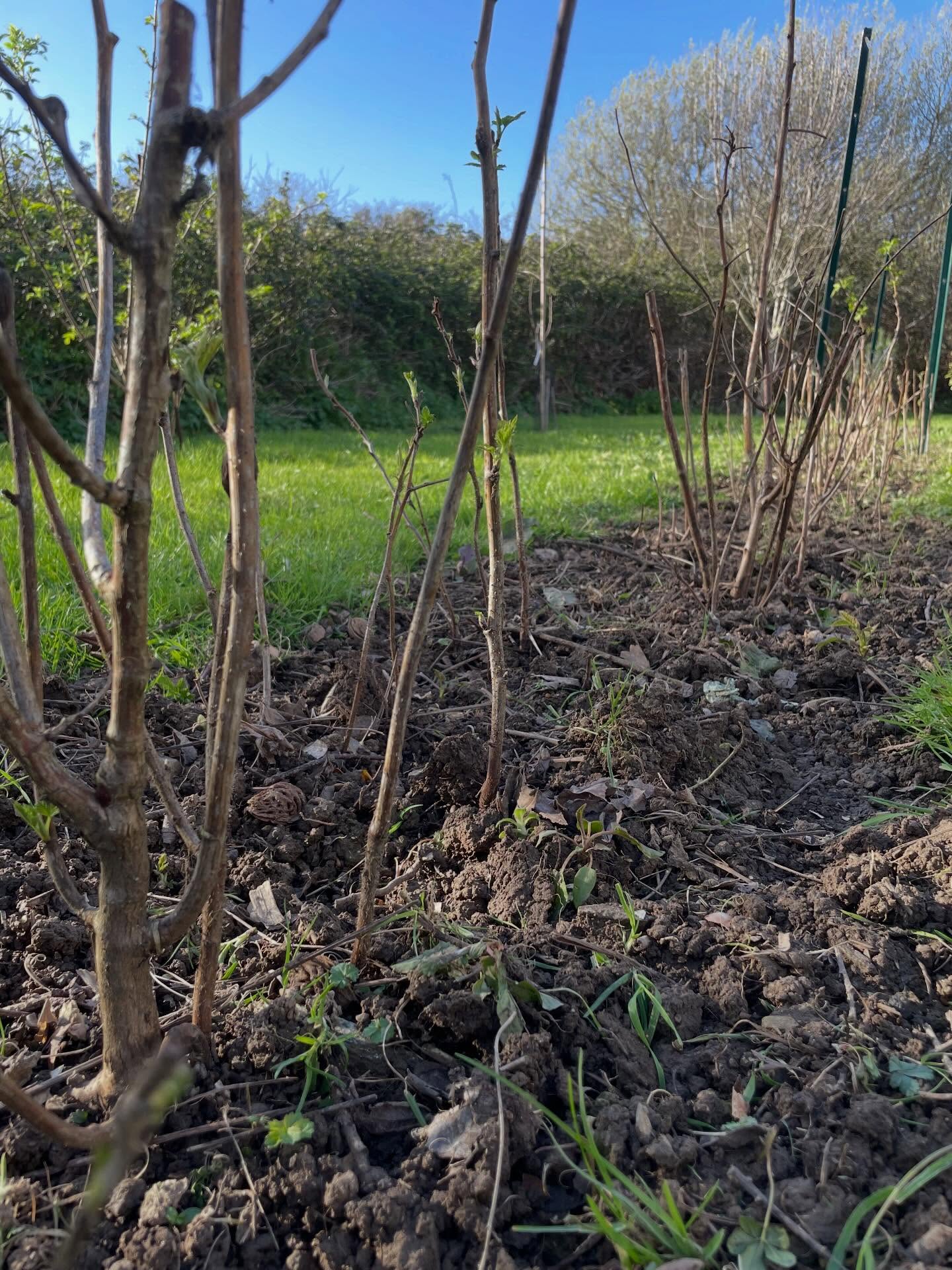 Début mars 2026 🌱🐝☀️🌼
Soleil. Binage des framboisiers Premiers semis sous abri. Chatons de saule. Mélisse : petit désherbage dans la terre encore collante. Mélodies des bourdons 🎵Pose de clôtures. Réparation des portillons 🛠️Menus travaux d’embellissement. Joie de travailler dehors 😊Pose de l’irrigation dans la parcelle nord. Pluie. Grand ménage du hangar. 🧹Rangement du labo. Préparation du séchoir. 👌
La ferme et la paysanne sont prêtes pour l’arrivée du printemps !!! 💪💪💪 #tisanesbio #plantesaromatiques #groix #agriculturepaysanne