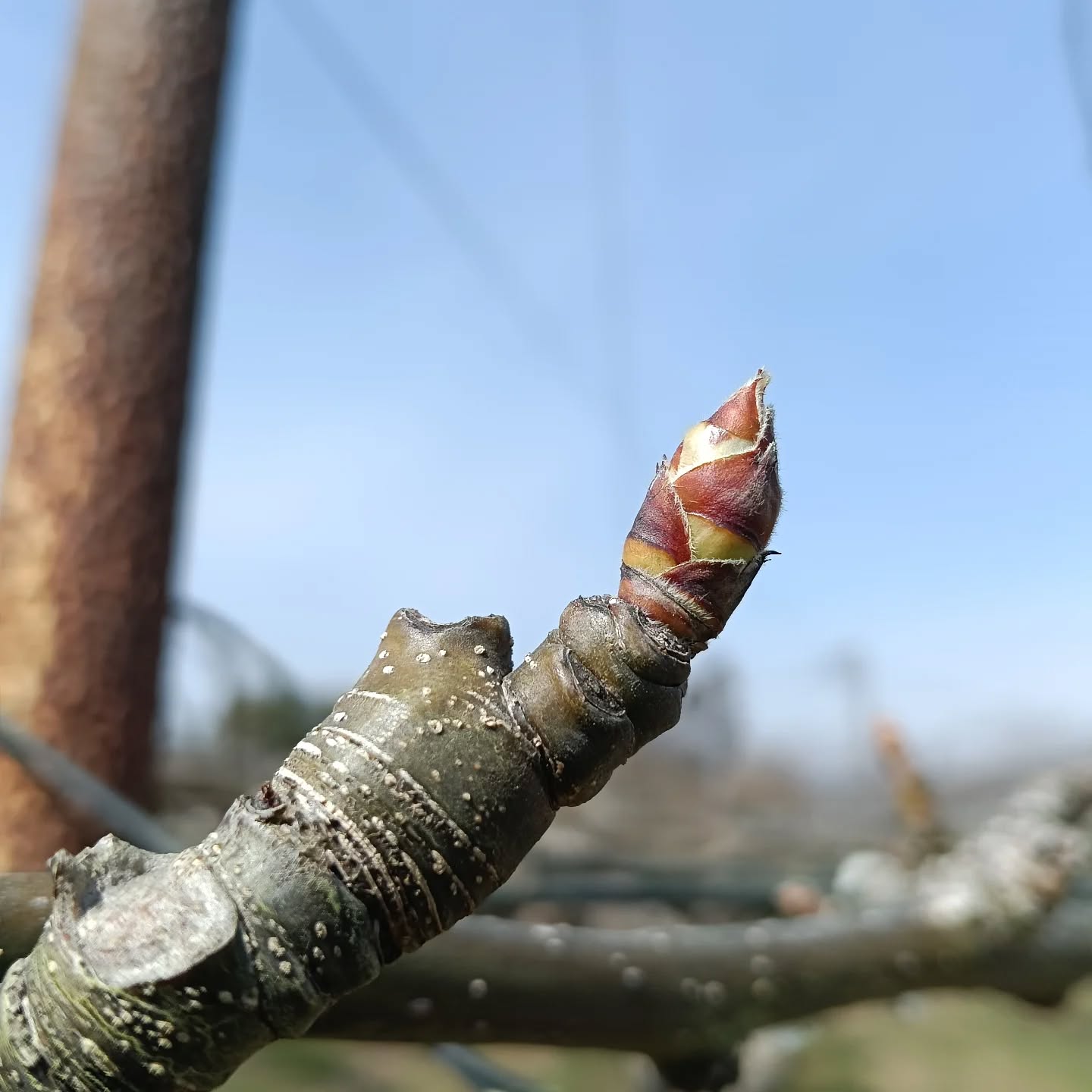 梨の花芽です。
ふっくらしてきました。
日差しも風も暖かいし、ウグイスもさかんに歌っています♪
いよいよ春ですね。
#利府の丘果樹園 #利府町 #利府梨 #新規就農 #春の気配