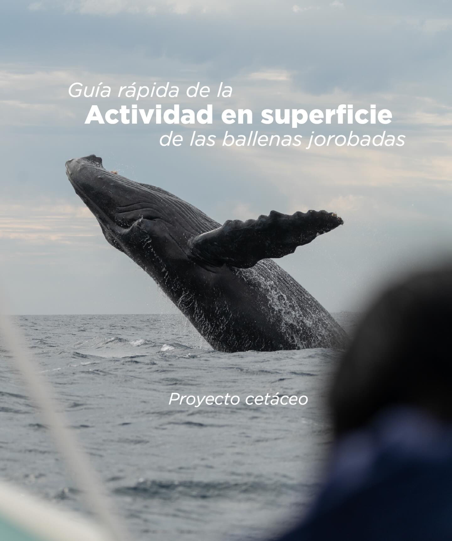 Cuando realizas avistamiento de ballenas y comprendes lo que estás observando, la experiencia se vuelve aún más especial.
Esta guía rápida te ayudará a reconocer algunos de los comportamientos más comunes de las ballenas jorobadas, para que puedas entender mejor lo que hacen, apreciarlo y disfrutar plenamente cada momento durante el avistamiento.