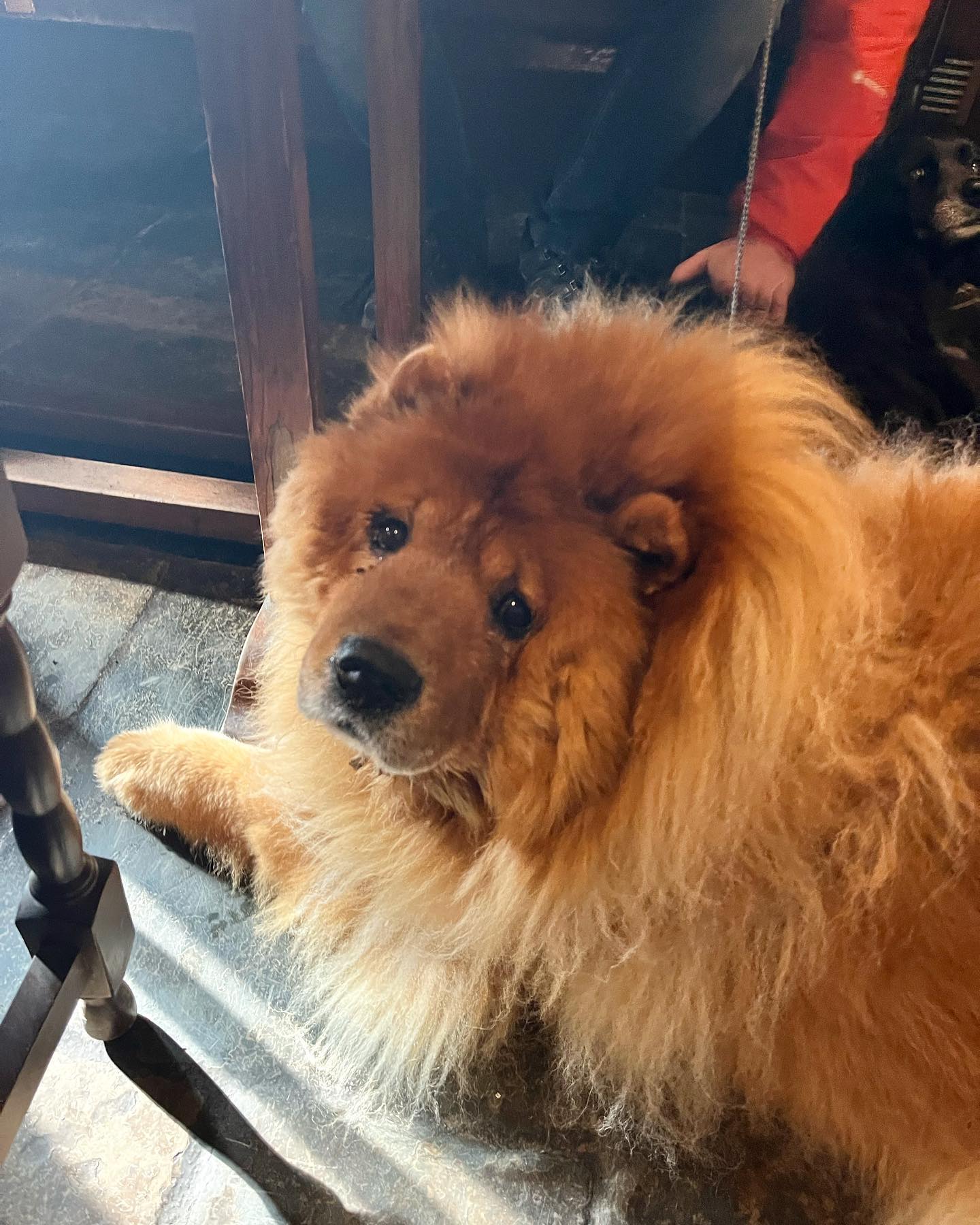 We have had some very cute visitors this weekend 🍻🐾
#pub #dogfriendly #dogfriendlypub #dogswelcome #dog #dogsofinstagram #cutedogs #puppy #lewes #visitlewes #lewespub #harveyspub #harveystaphouse