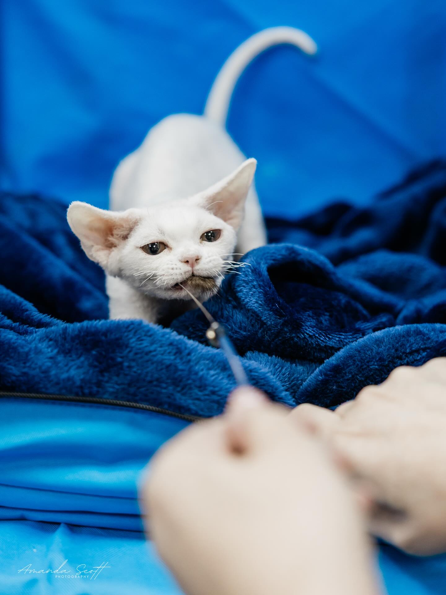We had a good first show weekend and Moon was an absolute trooper. From our 15 hour drive to being handled and poked and prodded by strangers she was absolutely wonderful. Made a few finals and overall very positive experiences for her. This is the last one (Kansas) anywhere near us this show season, so it will be a few months and she will be in adult class by then, but her coat will have time to mature in the mean time. Thanks to Amanda Scott photography for these wonderful candids. #moon #devonrex #cfacats #local #kansas