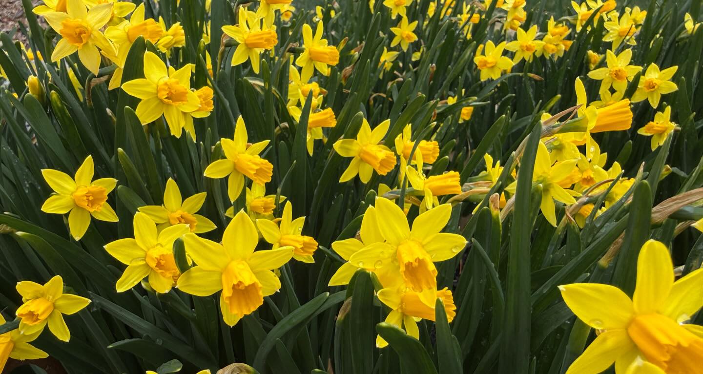 A reminder of last week’s Spring tease.