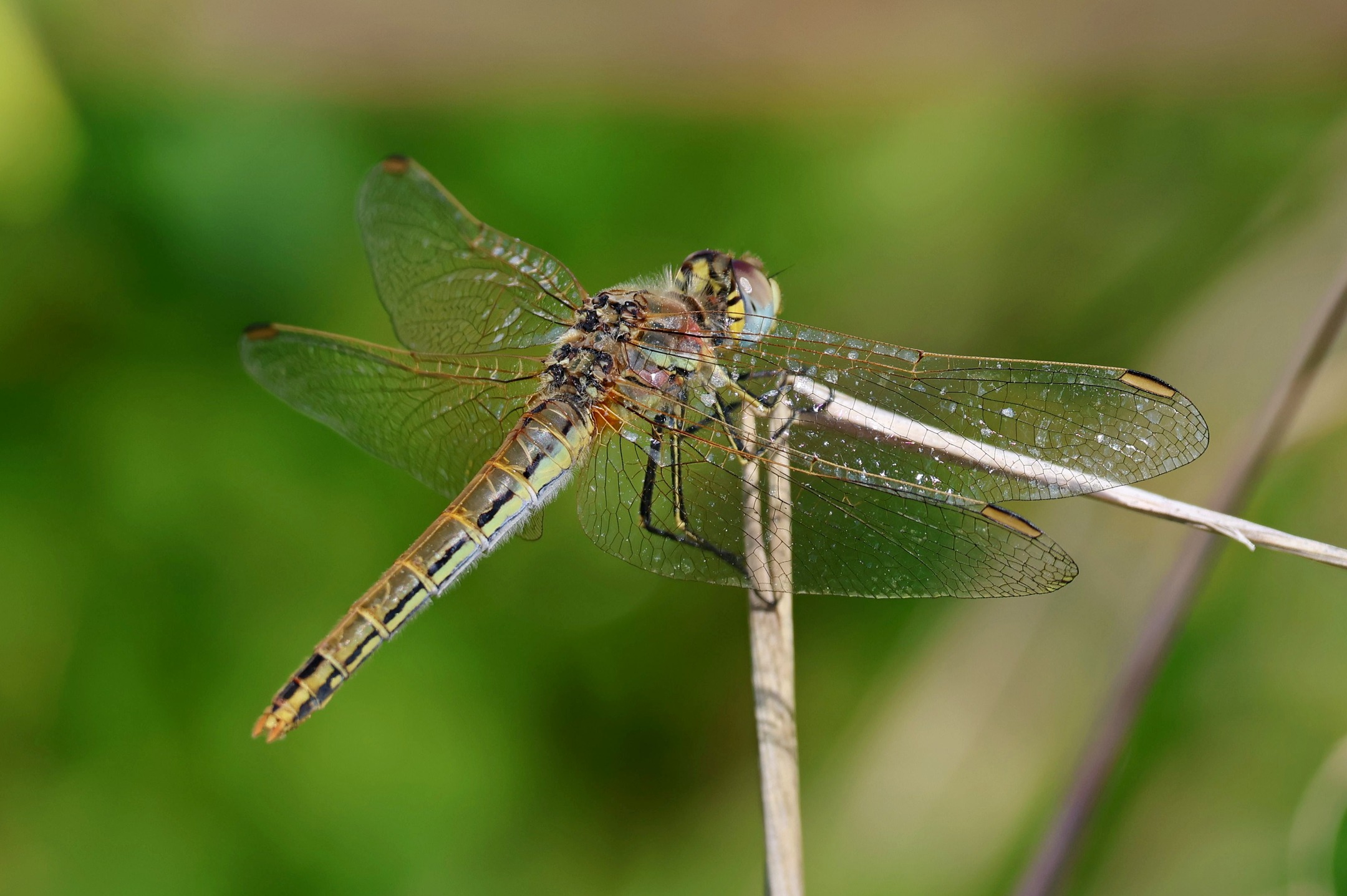 A female red-veined darter at Katelios last week.
#islandwildlife #kefaloniawildlife #greekwildlife #guidedwildlifewalks #dragonfly