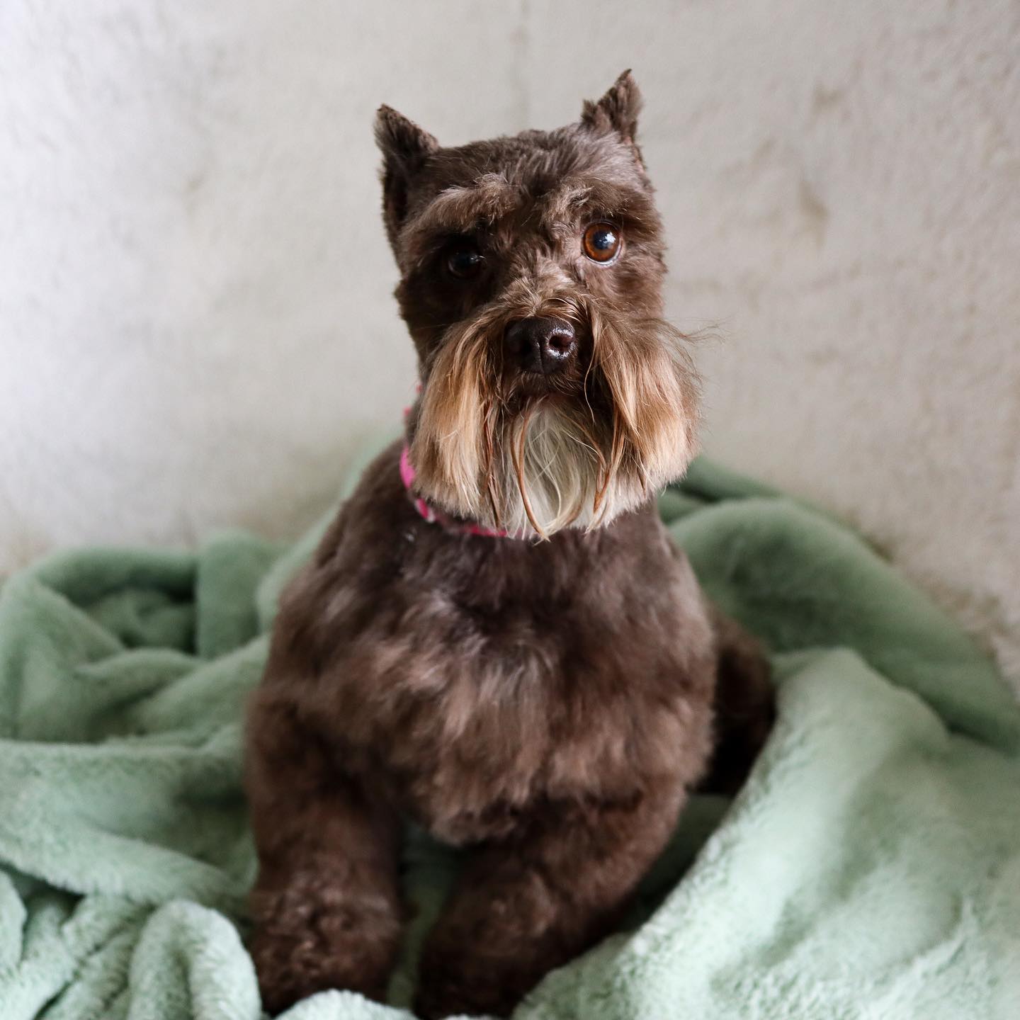 Happy St. Patrick's Day from this adorable Schnauzer! ☘️