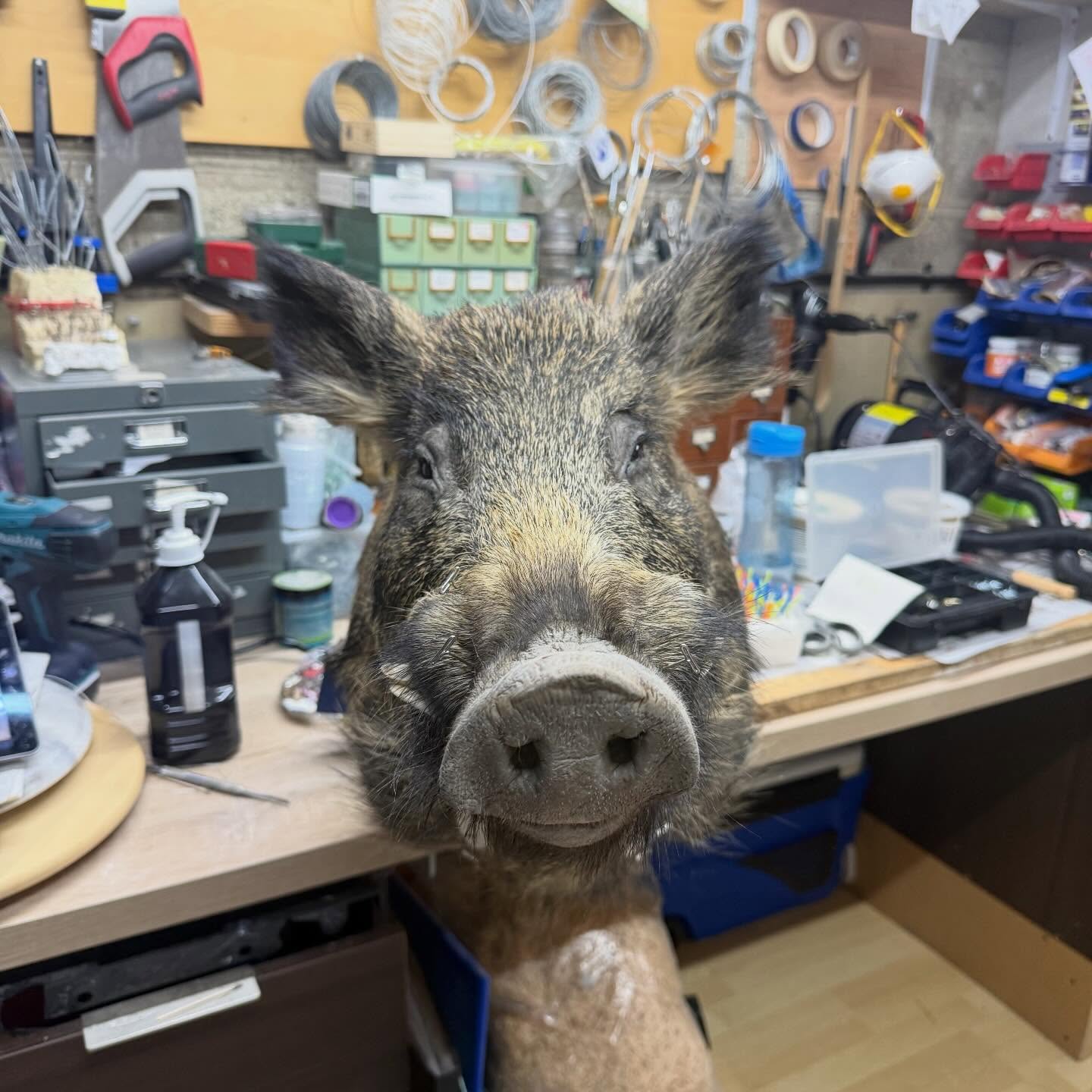 Some behind the scenes of me mounting a wild boar that came from the Forest of Dean. Now happily drying on the wall next to @brdwdwrd’s flying fulmar
#taxidermy #wildboar #naturalhistory #gamehead