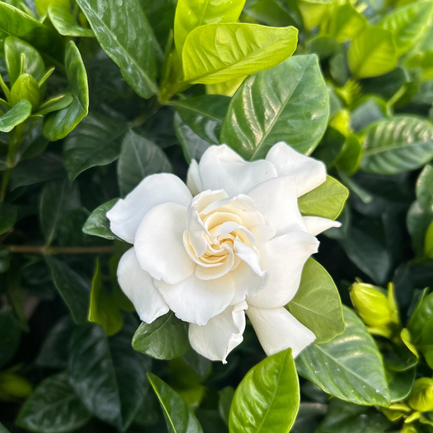 It may be chilly outside, but the Gardenia’s soft scent reminds us spring is already blooming in the greenhouse! What’s your favorite spring scent?