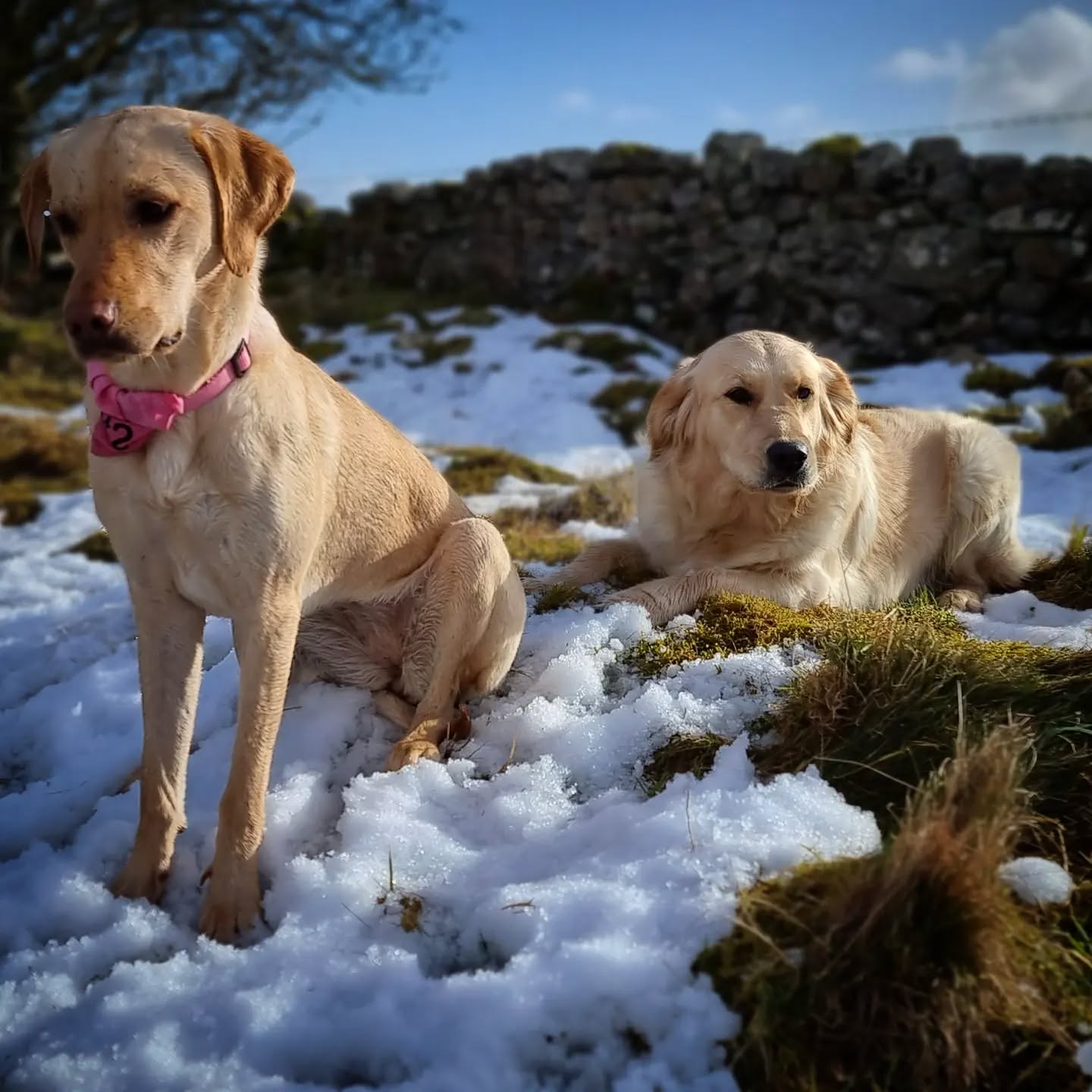 Quinn & Rosie
#quinn #Rosie #goldenlabrador #labrador #labradorable #labradorretriever #labradorsofinstagram #goldenretriever #goldenretrievers #goldenretrieversofinstagram #retriever #retrieversgram #dogsofinstagram #dogsofinsta #instadogs #dogphotography #scotland #dogs_of_instagram #dogstagram #dogsofinstaworld #dogsofig #instagramdogs #pawsome #happy #dogoftheday #adventurewithdogs #dogsandpals #friends #goodgirl #lovedogs