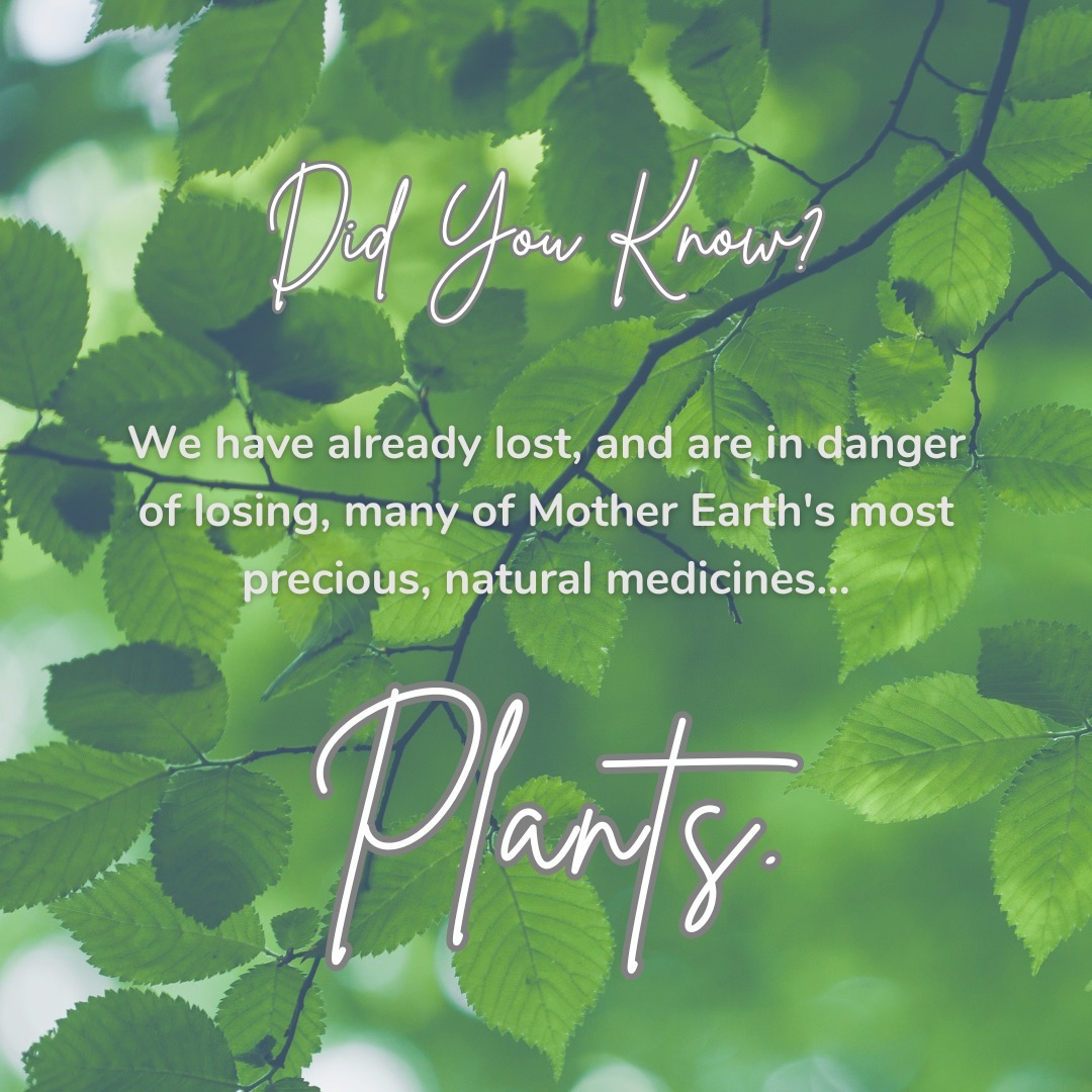 PLANTS!
Let’s work diligently to save our native medicinal plants, fungi, and their soil habitats. Do you support your clients with medicinal plants in your practice or in your own holistic self-care? If you answered yes to either question, then please take a moment to think: what if they were gone?
Each day, I educate, research, and make conservative efforts to get involved in saving our at-risk medicinal plants. Today, I am offering education and awareness for these important plants and how you can get involved in efforts to save them. I support the seed stewardship project through Mountain Rose Herbs in partnership with United Plant Services. I am contributing by growing the following at-risk plants: Black Cohosh, Echinacea, and Lobelia. Personally, I use medicinal herbs each day to improve hormonal balance (Black Cohosh, Wild Yam), migraines (Feverfew), allergies & inflammation (Echinacea, Goldenseal), chronic pain (Boswellia, Turmeric), and stress management (Ashwagandha), a variety of fungi (mushrooms), and lots of whole foods!
Sustainability, seed sharing, organic gardening, soil integrity, and zero waste are all important ways to save and protect our plants. Let’s work together; ask me how you can get involved; no small amount of effort is less important. Visit mountainroseherbs.com.
We are all better together 🌱🌎 Be well!
#achsedu #holistichealth #healing #lab_aroma
#healtheducation #holisticnutrition #herbalgramabc
#liveyourtruestself #inspiration #unitedplantsavers
#integrativewellness #mentalhealth #nanpofficial
#resilience #wellness #wellnesscoaching #selfcare
#eatrealfood #plants #womensupportingwomen
#futureinsightnh #mountainroseherbs #herbalacademy