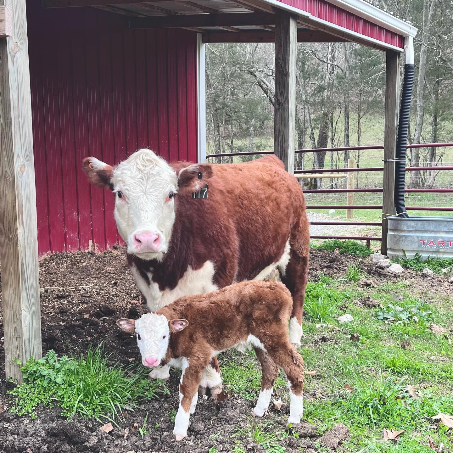 Our sweet Reba gave birth to a healthy baby boy today on March 11, 2023. Though we have been preparing the corral for her, we didn’t think she would have this little one today, but it never fails that our lovely ladies always seem to want to give birth in the woods on the steepest hill there is.
#cowlife #babycalves #farmlife
#lasater #lasaterhomestead