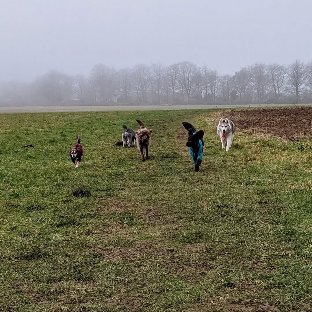 The friendliest posse in the city, paws down