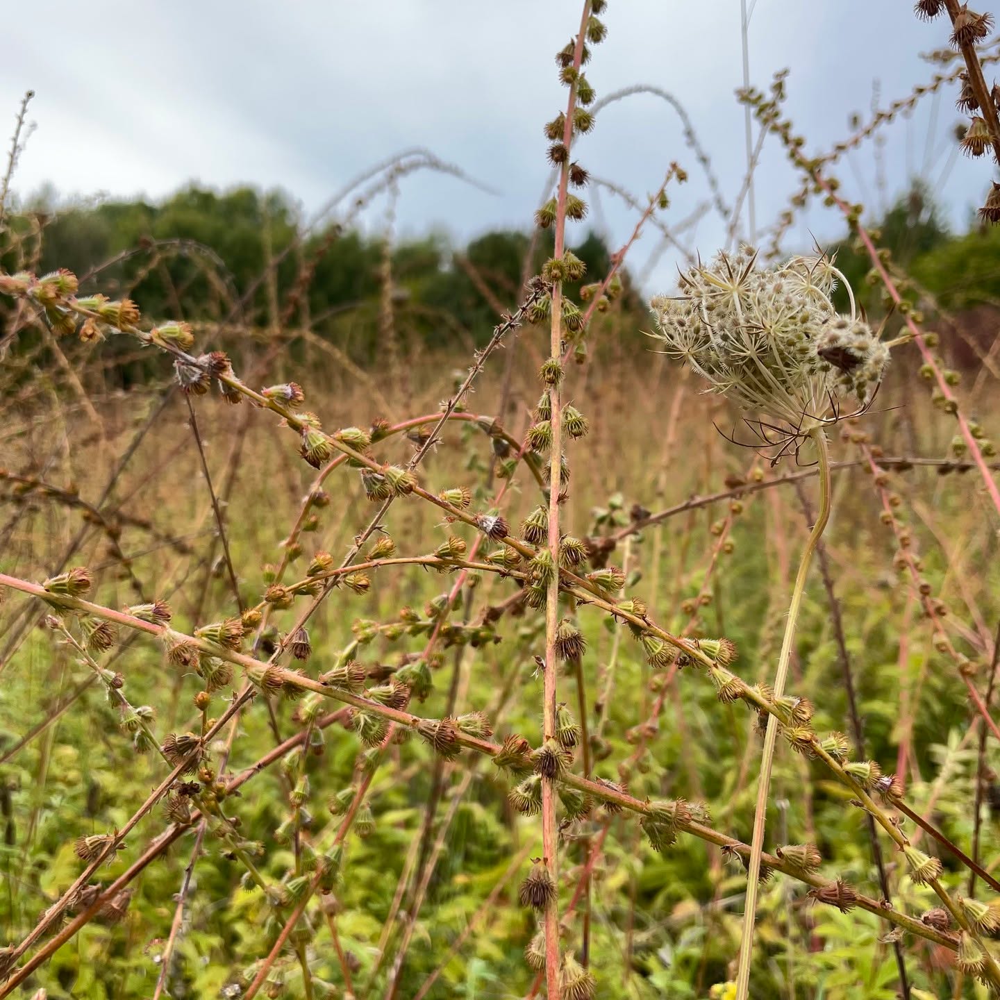 Today is Michaelmas, or the Feast of St Michael and All Angels, and marks the third Quarter Day, the traditional civic divisions of the seasons.
.
Somehow, it has been six months (two 'Quarters'!) since we last posted on Instagram: our last post marked Lady's Day, the first Quarter Day, back at the end of March. We aren't sure why it has been so long, but it felt like we needed some time away from our screens.
.
This meadow near our home was chest-high in wild carrot (Daucus carota) and agrimony (Agrimonia eupatoria), both of which look stunning at this time of year. Agrimony has a fascinating history, being traditionally used to heal wounds caused by a fiftheeth-century firearm, the arquebus, but also for reducing bruising, upset stomachs and sore throats. Wild carrot is traditionally used to treat bladder infections. Both are also used as natural dyes.
.
.
.
.
.
.
#agrimony #wildcarrot #naturaldyeing #naturaldye #naturaldyes #meadow #wildflower #meadowflowers #coloursofautumn #colorsofautumn #suffolk #burystedmunds #burystedmundsandbeyond #autumn #autumncolors #autumncolours