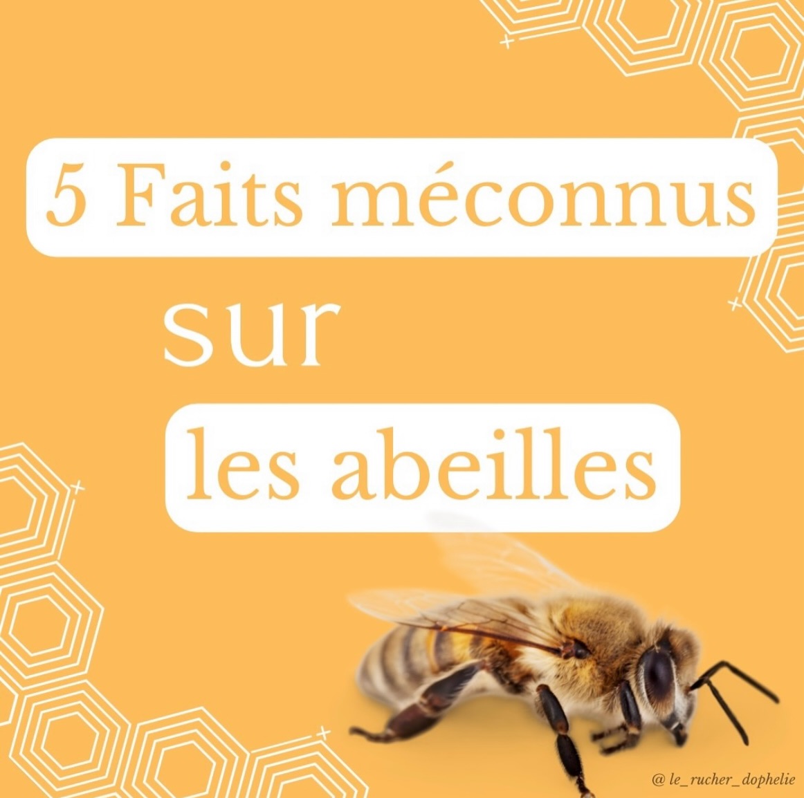 🌼✨ Les abeilles, les super-héroïnes de la nature ! ✨🌼
Saviez-vous qu’elles font bien plus que du miel ? Ces petites créatures jouent un rôle vital dans notre écosystème et ont des talents surprenants ! 🐝💪
Dans ce carrousel, découvrez 5 faits méconnus sur les abeilles qui vont vous étonner. 🌈💛
Quel fait vous a le plus surpris ? Dites-le-moi en commentaire !
Ensemble, protégeons ces précieuses alliées ! 🌍💚
#Abeilles #Pollinisation #Nature #heroine #beelove