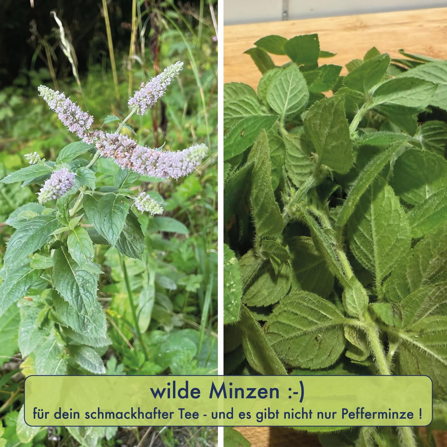 WILDE MINZEN 🌱
Auch draussen in der Natur gibt es Wildkräuter mit einem angenehmen Minze-Duft, die man für einen schmackhaften Tee oder dezent als Gewürz verwenden kann. So hat auch die allseits bekannte Kulturpflanze „Pfefferminze“ (Mentha x piperita) wilde Vorfahren. Sie ist nämlich eine Kreuzung aus den Grünen Minze (Mentha spicata) und der Wasserminze (Mentha aquatica) und ist per Zufall im Jahr 1696 in einem Londoner Kräutergarten entstanden. Ihre Beliebtheit fusst auf einem besonders hohen Menthol-Gehalt. Menthol ist als Ätherisches Öl die Kernkomponente in der Pfefferminze und sorgt für den angenehmen Geruch und das erfrischende Gefühl im Mund. Letzteres basiert jedoch lediglich auf eine Aktivierung der Kälterezeptoren, ohne reale Temperaturabsenkung. Die Pfefferminze verwildert zwar gelegentlich aus den Gärten, doch da sie steril ist, kann sie sich dabei aber nur vegetativ vermehren.
So dominieren draussen wilde Mentha-Arten mit Minze-Geschmack und zwar nicht nur die Grüne- oder Wasserminze, sondern auch die Ross-Minze (Mentha longifolia) oder die Acker-Minze (Mentha arvensis). Weitere Minze-artigen Kräutern findet man auch ausserhalb der Gattung „Mentha“, wie zB. bei der Wald-Bergminze (Clinopodium menthifolium).
Bei der Acker-Minze dominiert wie bei der Pfefferminze Menthol. Der Minze-Duft der übrigen wilden Arten kommt jedoch von anderen Ätherischen Ölen (wie z.B. Carvon, Menthon, Limonen, Pulegon,…), welche ähnliche Geschmacksrezeptoren aktivieren, bzw. ein Kühlgefühl auslösen. Bei Wasserminze, Ross-Minze und Wald-Bergminze dominieren Pulegon (duftet etwas „medizinischer“) und bei der Grünen Minze Carvon („Kaugummi-Geschmack“)
Die Minze-Arten sehen oft sehr ähnlich aus, was eine Bestimmung schwierig macht. Da es sich immer um Arten aus der Familie der Lippenblütler handelt, ist der Stängel jeweils 4-kantig, die Blätter kreuzgegenständig angeordnet und die Blüten haben den typischen Lippenblütler-Aufbau. Mehr du den Merkmalen der einzelnen Arten findest du in den Slides dieses Beitrages.
wilde Grüsse 🌱
David
#wildkräuter #wildkräuterküche #essbarewildpflanzen #essbarewildkräuter #minzen