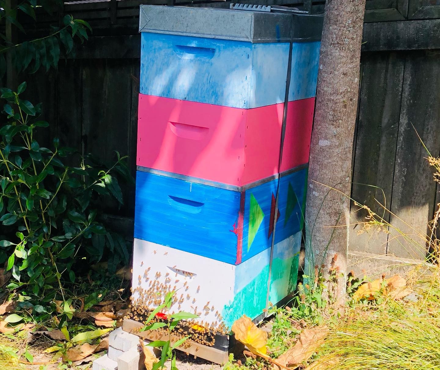 Our bees are busy and so am I… getting everything ready to see clients independently as a qualified naturopath!