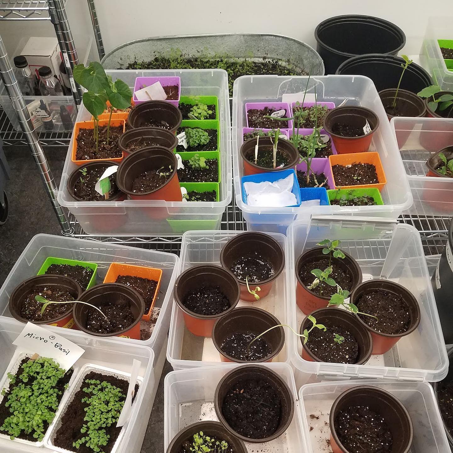 🌱#ProjectSuperPlants is creating a wave of planting activism using Super Plants that intake more CO2 than normal. We are heading into Bay Area 4-6th grade classrooms to raise awareness about the threats of CO2 emissions on our local biodiversity and grow California Melicgrass.
🌎Using interactive discussions and hands-on planting, we challenge students to observe biodiversity and realize that they can take action to combat climate change in their own communities.
🙋Want to learn more about our project or bring Super Plants sessions into your classroom? Visit the link in our bio!
#superplants #bayareateachers #bayareakids
#climateducation #ourechochallenge #biodiversity