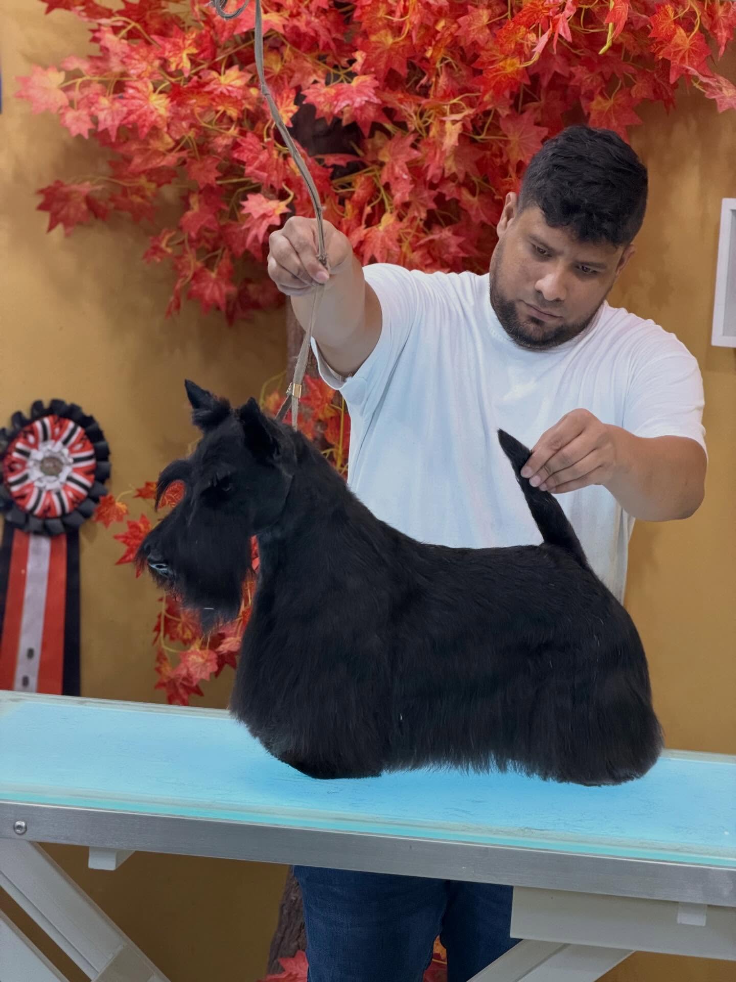 Trabajo de grooming en Scottish Terrier ✂️🐾
Cada raza tiene su técnica, su estructura y su expresión característica.
Hoy trabajamos respetando el estándar de la raza para resaltar su silueta y personalidad.
El grooming no es solo estética, es arte, técnica y respeto por cada manto.
📍 Studio Grooming
El Cangrejo – Panamá
#ScottishTerrier #DogGrooming #GroomingProfesional #PanamaGroomer #StudioGrooming