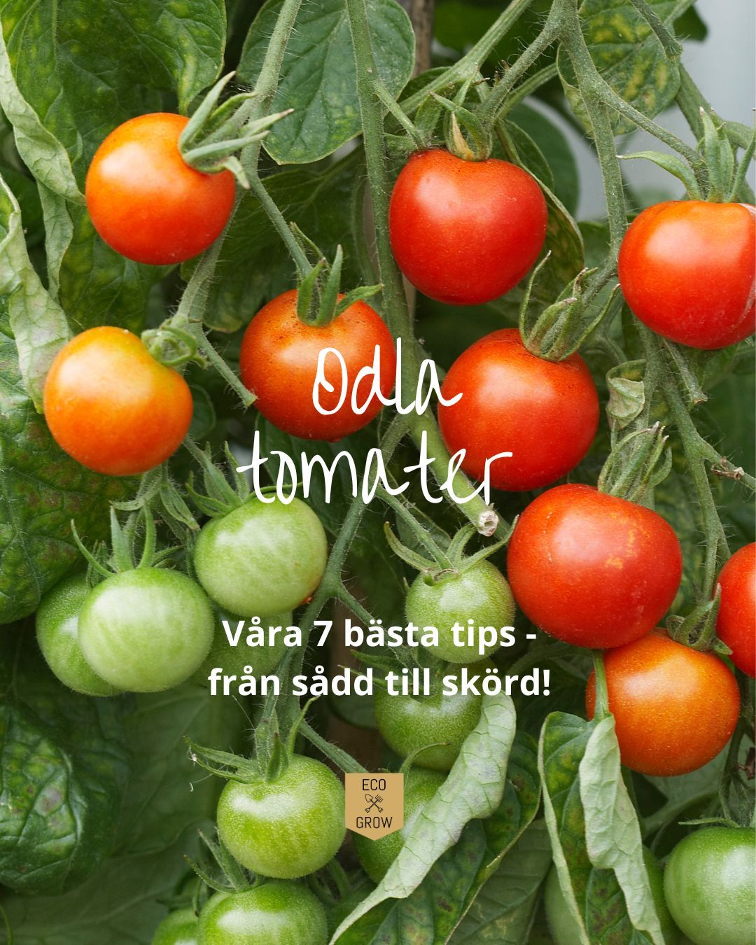 Att odla egna tomater är inte bara kul och givande, det ger dig också möjlighet att njuta av färska, solmogna tomater direkt från din egen trädgård eller balkong. Oavsett om du är nybörjare eller erfaren odlare finns det några enkla tips som kan hjälpa dig på vägen till en rik skörd! I vår bio hittar du ett blogginlägg med våra bästa tips💚🍅