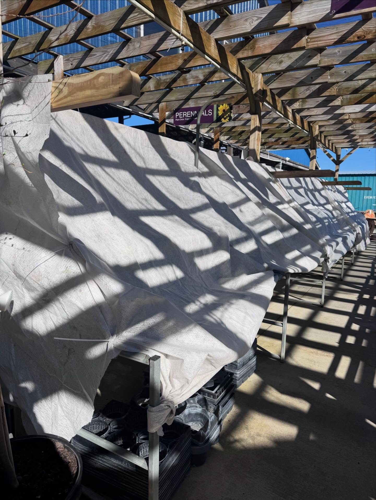 If you stopped by and wondered why our plants are tucked under blankets… you’re not alone.
If you stopped by and noticed our perennial & seasonal shelves covered up, you’re not seeing things 👀 — that’s frost cloth doing its job.
Even though the weekend is warming up a bit, it’s still technically winter and Mother Nature isn’t quite finished with us yet. Another round of colder temps is expected early next week, and this time of year can stay pretty unpredictable through early to mid-April.
As our spring plants begin arriving, we’re carefully bringing them in and adjusting their care day by day depending on the weather. Sometimes that means sunshine and watering… and sometimes it means tucking everyone in under frost cloth for the night. 🌱❄️
It’s all part of making sure the plants you take home are healthy, strong, and ready to thrive.
If you stop by this weekend, you may see a few things tucked in for protection… but don’t worry… spring is definitely on the way.
And mark your calendars because the real celebration kicks off soon:
🌸 Kick Off to Spring Saturdays – Bloom, Shop, & Hop
📅 April 4, 2026
We can’t wait to celebrate the season with you.
#BehindTheScenes #PlantNurseryLife #SpringIsComing #GardenSmart #EasternNCGardening
