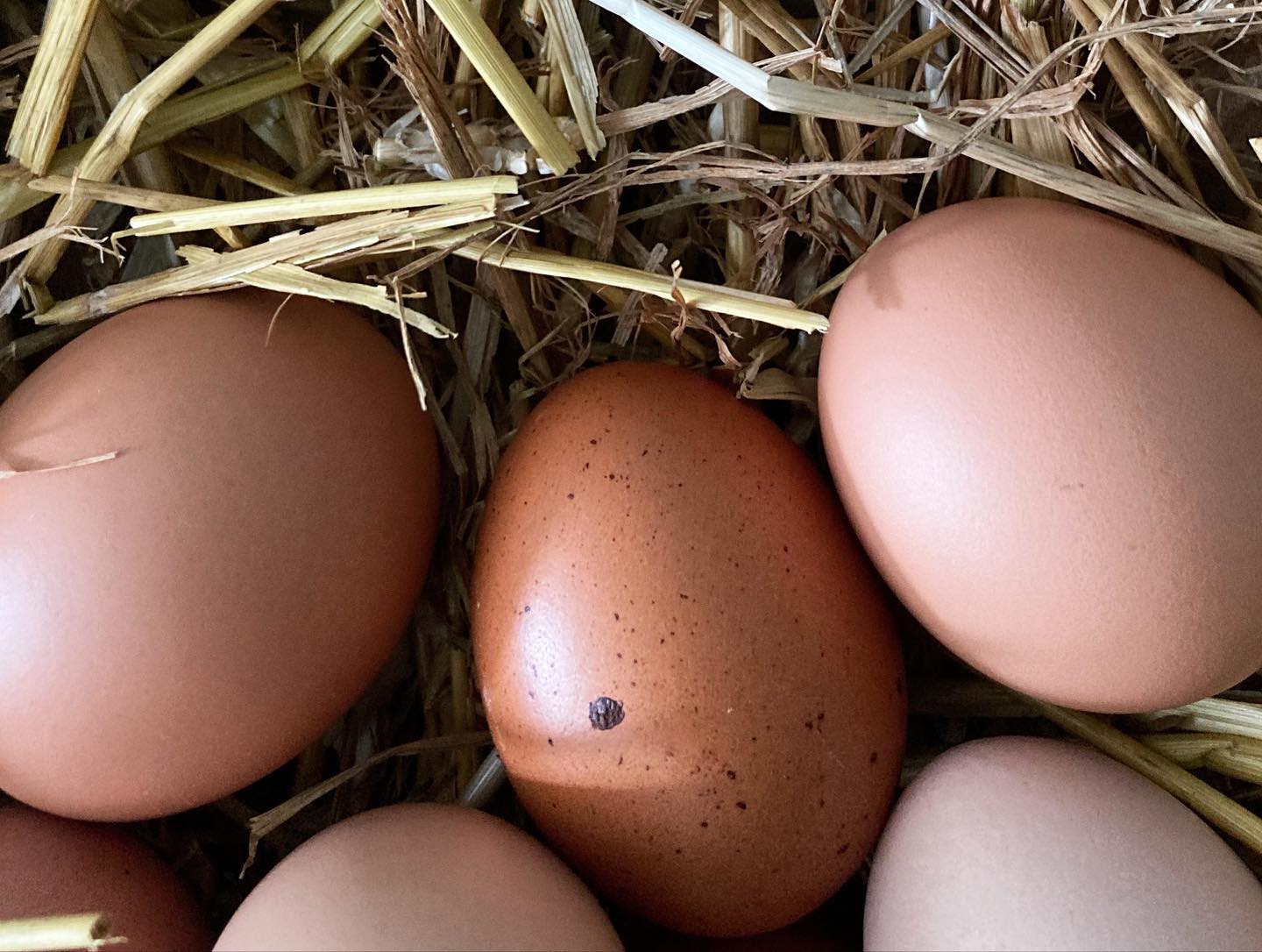 Was wäre unser Leben ohne Eier? Eieieiei gar nicht auszumalen..! Umso kräftiger feiern wir den heutigen Welt-Ei-Tag und denken dabei natürlich vor allem an alle fleißigen Hennen der Region..! Ein heeeerzliches Dankeschön🐓❣️ & Cheers, auf euch 🥂🎉
Ps. Wer war eigentlich zu erst da?
#huhnoderei #welteitag #hühner #eier #hofgenuss #nudelmanufaktur #mobilstall #freilandhaltung #einhochaufsei #dassel