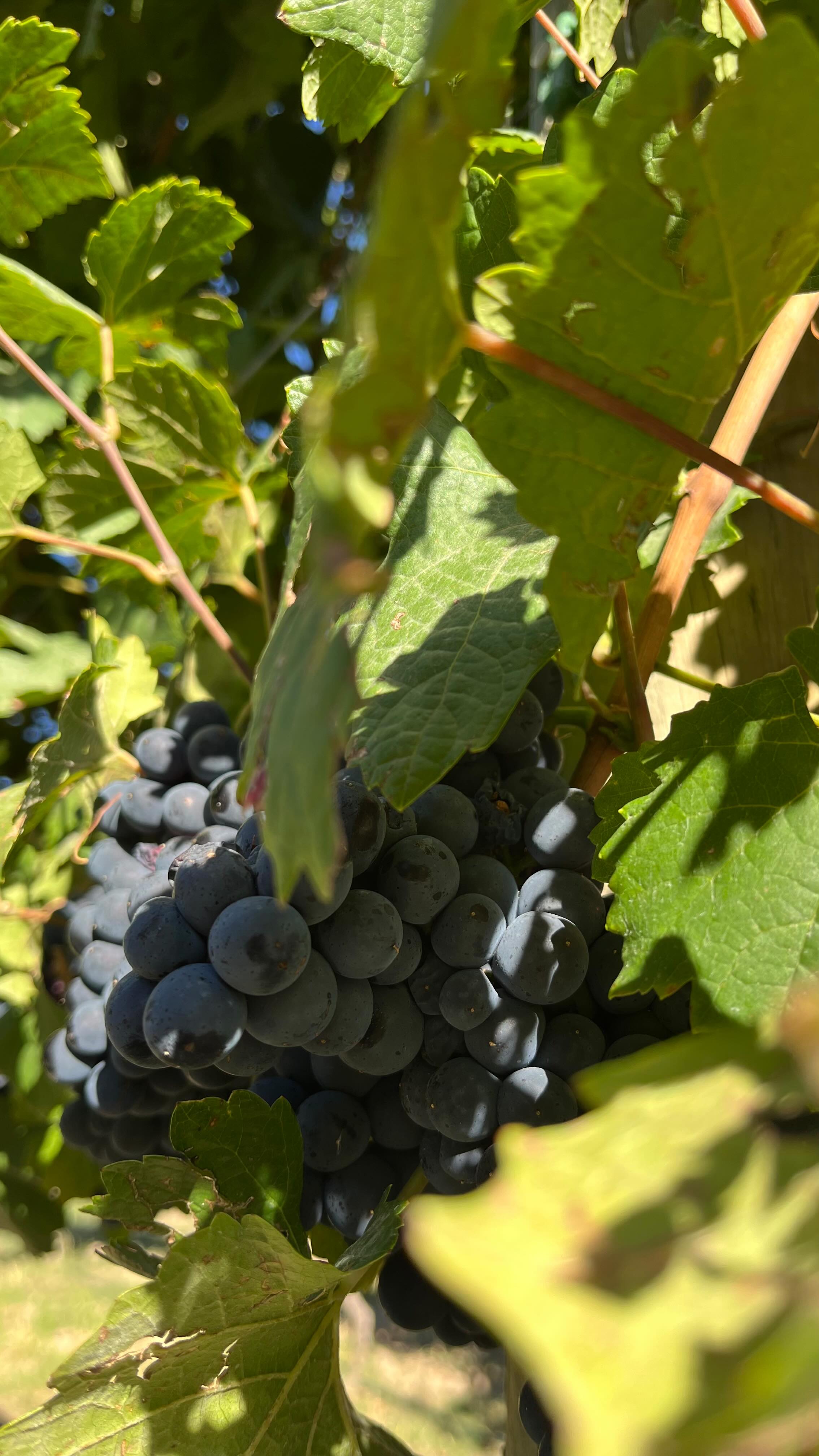 The 2026 grape harvest has officially taken place!
From sun-warmed vines to the hand-picking of every bunch, it’s a busy time of year at Rogge Cloof.
The harvest reflects the patience required to grow grapes in the Sutherland-Karoo, the highest and coldest wine region in the country.
You can see the rows of vines around the eco-village or join us for a wine tasting to see how these extreme conditions shape the final bottle.
Tap the link in our bio to plan your visit and try our latest cool-climate wines.
#luxuryecotravel #darkskyreserve #travelsouthafrica #karoo #karoolife karooaccommodation hikingadventures hikingsouthafrica cheetahconservation cheetah sustainabletravel stargazing astrophotography sutherland astronomylover wideopenspaces natureescape nightphotography