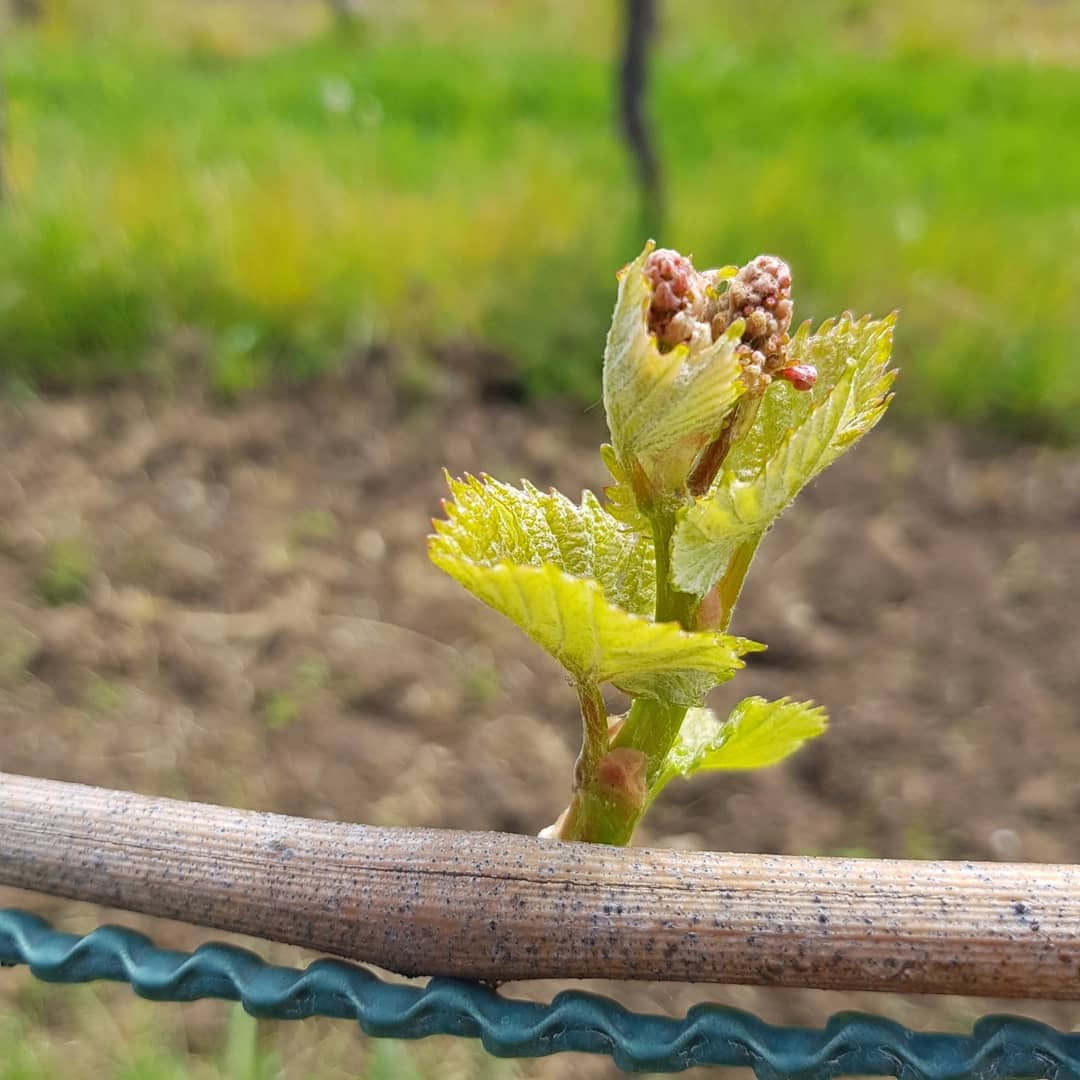 Heute Nacht bis morgen früh kann es Bodenfrost geben. Wenn die Temperaturen in diesem Stadium unter 0°C fallen, können die jungen Triebe erfrieren. Wir haben deshalb heute das Gras in der zweiten Gasse gemäht. Damit die kalte Luft möglichst tief am Boden ist und ungehindert den Hang abfliessen kann.
.
.
.
#rebbau #weinberg #weinbau #weinbaubetrieb #wein #grüningersrebbau #familienbetrieb #frühling #mulchen #gras #nützlinge #reihe #triboltingen #grasmulchen #arbeit #ermatingen #untersee #thurgau #weinzeit #winzer #mulchy #reben #bodensee #sonne #schönwetter #antonio #carraro #5500 #supertigre