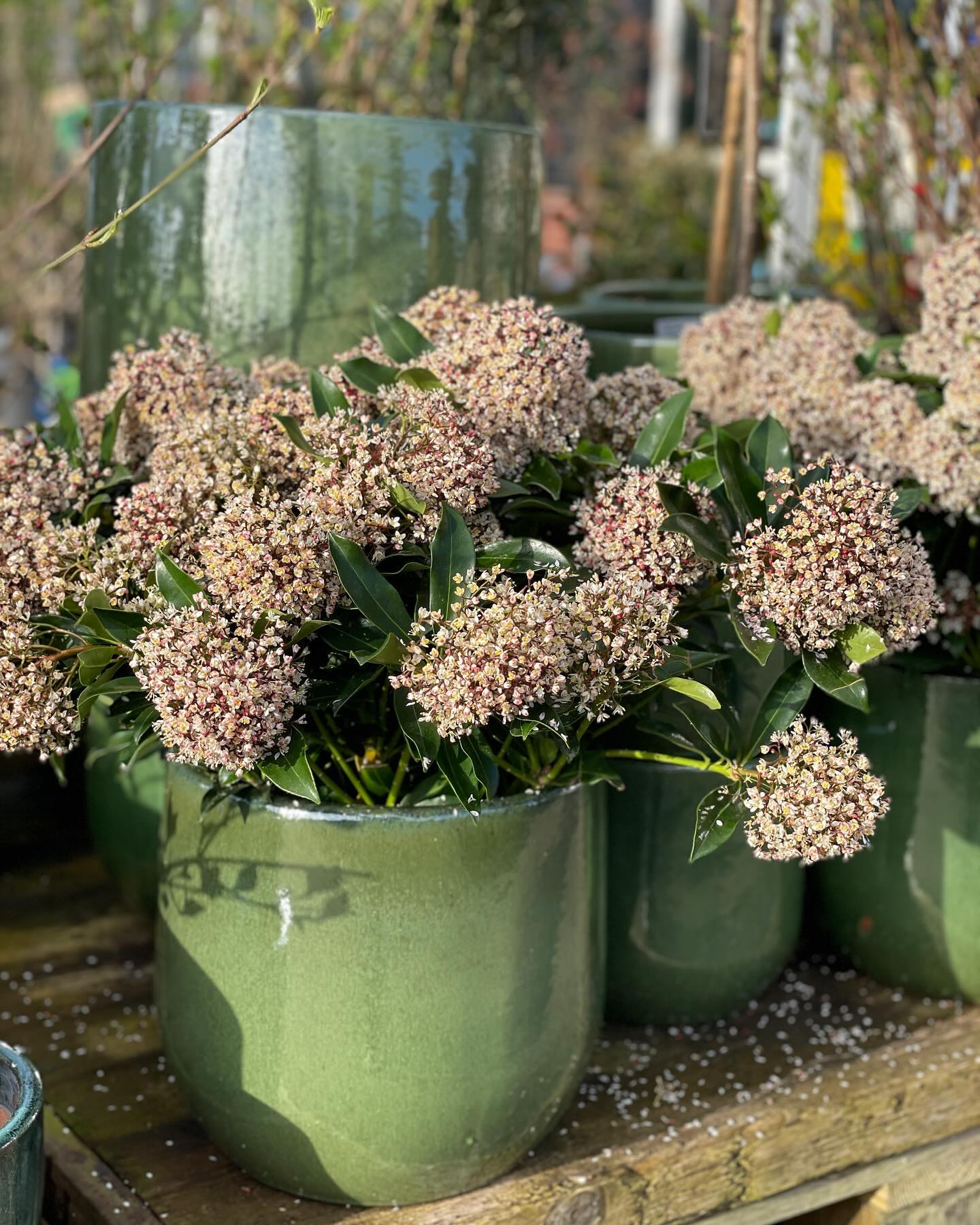 ℹ️ Buik vol? Broodmand leeg? Eieren gevonden? Kom lekker planten uitzoeken voor je tuin en bakken ! 🌸😍
✅ Alle Skimmia en Viburnum 2 + 1 gratis ! 🫶
✅ Van waterplanten (voor minivijvers in bakken) tot vetplanten en de mooiste sedumsoorten!
✅ Kamerplanten, potten, manden voorzien van de juiste potgronden en advies voor de verzorging!
✅ BEPLANTINGSPLANNEN op maat (want elke tuin is echt anders) met direct resultaat, je plant het stuk dezelfde dag nog in, geen wachttijden.
✅ Sterke planten, buiten gekweekt, staan buiten en zijn dus afgehard. Dit bekent dat ze niet eerst helemaal van slag zijn en inkakken nadat je ze in de tuin plant. ✅ Ruim 30 jaar ervaring in het selecteren van kwekers en planten heeft geresulteerd in een assortiment wat omvangrijk is en je niet teleurstelt! Boordevol biodiversiteit en heel veel mooie (en sterke 💪) plantensoorten, variëteiten en cultivars. 💚
✅ Onderbouwd door de juiste kennis en vak-ervaring zodat jij lekker aan de slag kunt in je tuin. Wij zijn het centrale kenniscentrum voor jouw groenvragen! ℹ️🍀
#sterk #tuintipsapril #tuinidee #tuininspiratie #tuincentrumgorcum #plantencentrum #advies #tuinadvies #tuintips #tuinontwerp #beplantingsplan #tuinplanten #welkeplantenindebak #vasteplanten #sedum #perennials #groenkenniscentrum #kenniscentrum