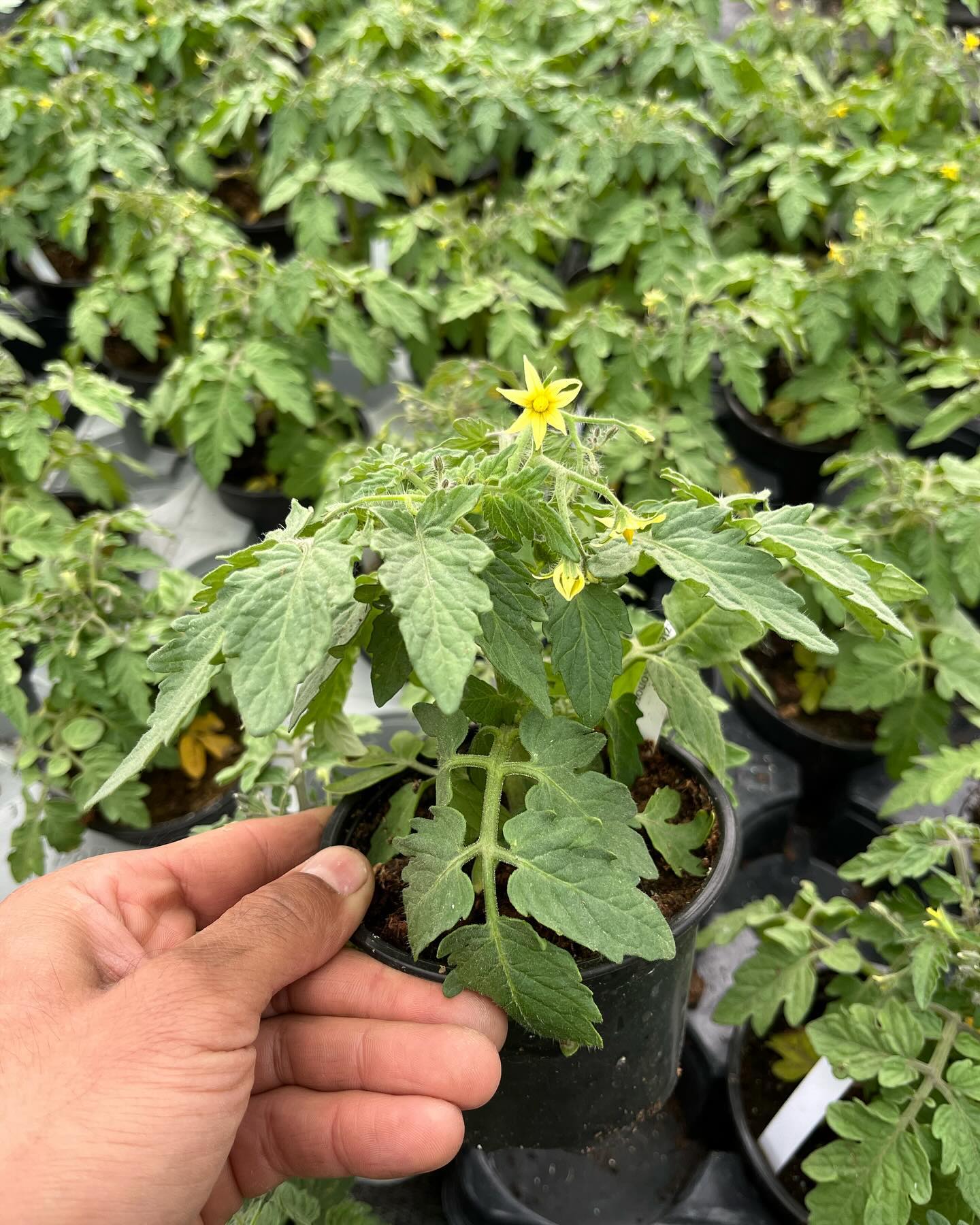 Sobota 4.5.2024.
✅ predaj priesad v skleniku
10:00-17:00
✅ @staratrznica predaj priesad
9:00-15:00
✅ prevzatie pred objednavok v skleniku
10:00-17:00
🍅🍓🍆🍉🌶️🥬🥒🫑🌱