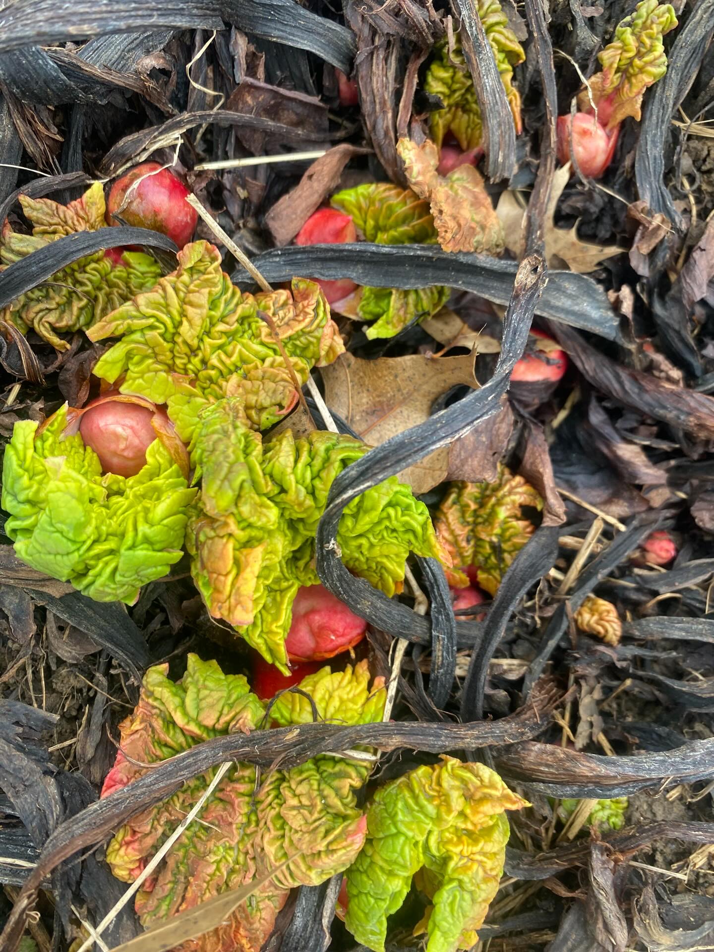 Despite the tornado warnings and potential squall there are more signs of spring out there!
Photos in order: emerging rhubarb, tulips pushing through compost, and a wild skunk cabbage flower.