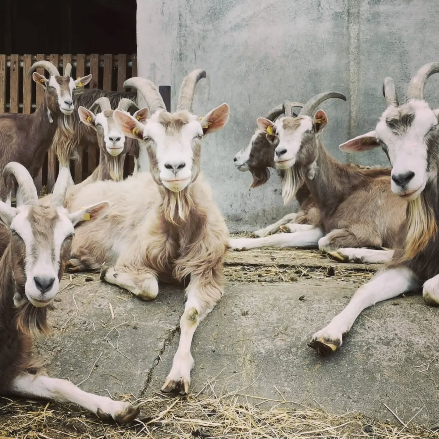 Familienfoto - wir sind in unserer alljährliche Milchschwemme und die Mädels relaxen nach dem Weidegang vor dem Stall.
#familyfirst #milk #goat #goatlovers #sustainable #farmergirl #ökologisch #goatcheese #delikatessen #Ziegenkäse #handwerk #farmlife #peace #love #harmony #photooftheday #familyphoto #bioland #muttergebundenekitzaufzucht #wendlandziege #wendlandliebe #foodlover #foodeditorsclub #lüneburg #lüchow #Wendland