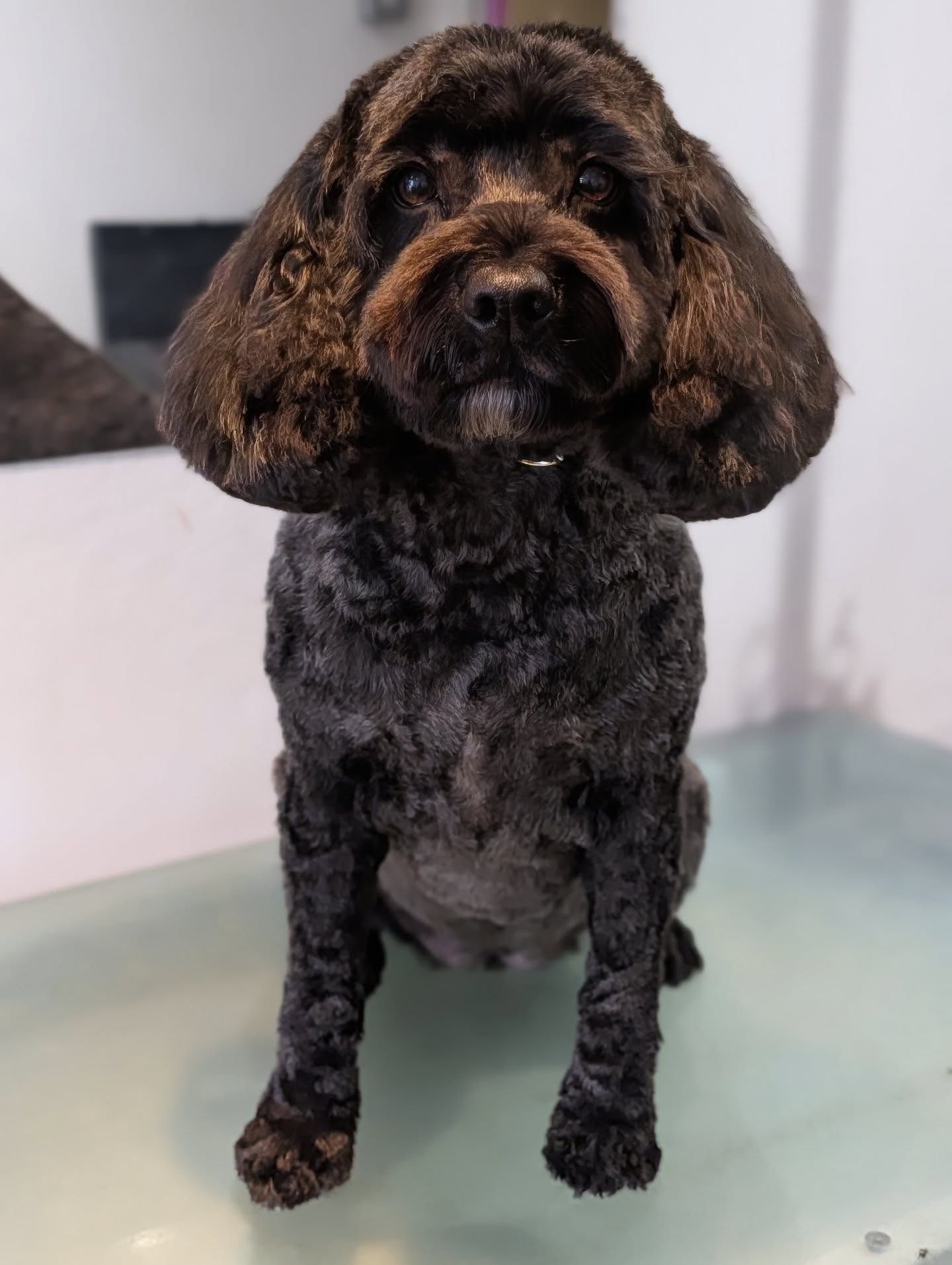 Molly looking super fresh after her short trim! Her coat is like velvet. We use @wowgroominguk on all our lovely pooches which always leaves a fantastic finish.
#woofmansdoggrooming #woofmans #brightondoggroomers #brightondogs #brightondogsofinstagram