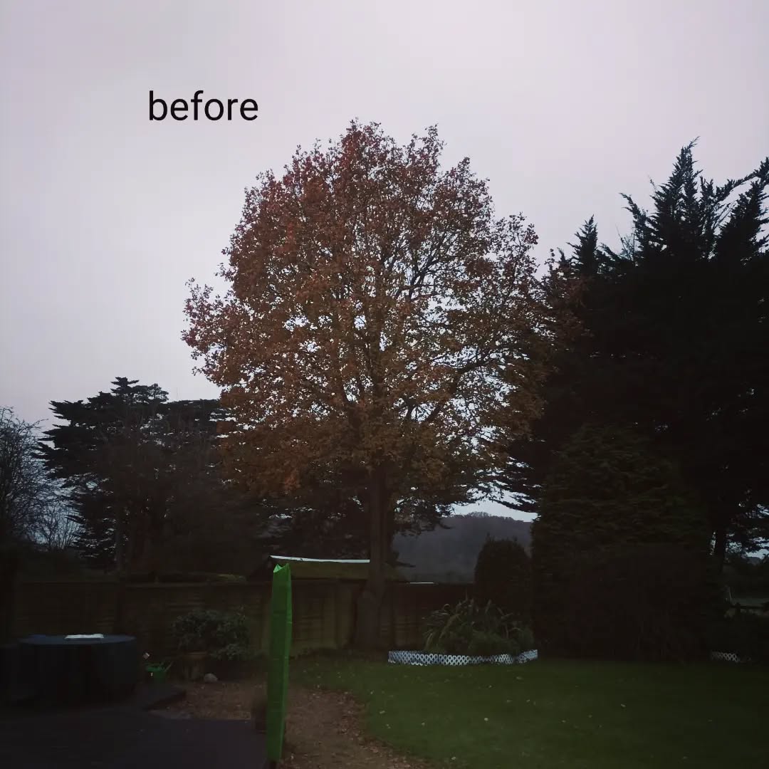 Oak Tree reduced this morning.
That last week before we are of for Christmas 🌲🌲🎅☃️
#treesurgeryuk #treesurgeonsofinstagram #arboristsofinstagram #arboriculture #chichester #selsey #emsworth #sidlesham