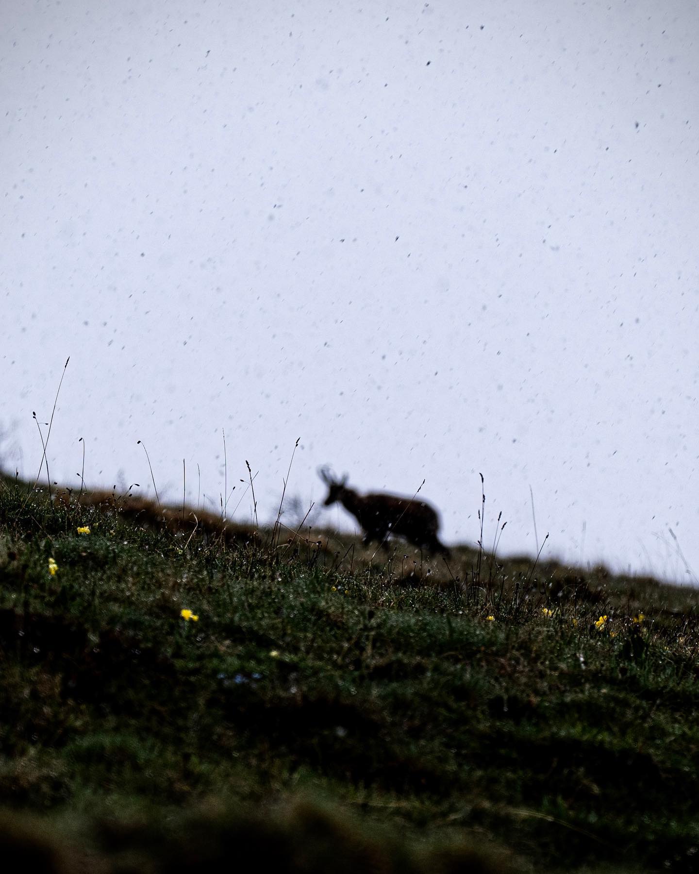 La pluie
#RainyLandscape
#AnimalEncounters
#NatureInRain
#WetWildlife
#RainyScenes
#MistyLandscapes
#RainAndBiodiversity
#WildlifeInRain #focus
#lumixfr #sigma