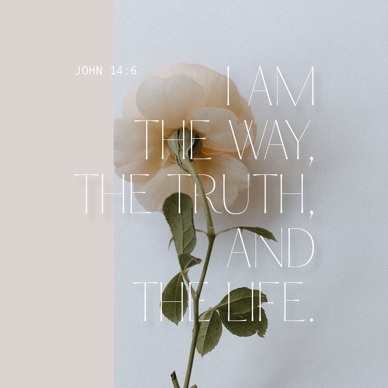 I like how this 6th “I am” statement of Jesus ties in with another: “I am the light of the world.” The illustration of light showing us the way really resonates during the short days of December.
#thewaythetruththelife #caminoverdadyvida #lightoftheworld #luzdelmundo
