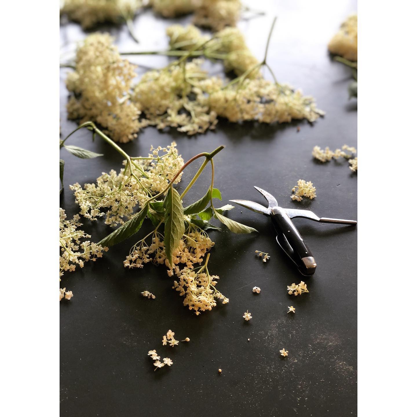 Stardust is made of these...
{fiori di sambuco, 500 ml, limited edition}
#elderflower #wildheart #sirup #fioridisambuco #madebyhumans #handcut #seasonal #organic #preserves #lowsugar #confiture #marmalade #seduction #temptation #colorsarebeautiful #manufaktur #makingrealthings #primalacucina
