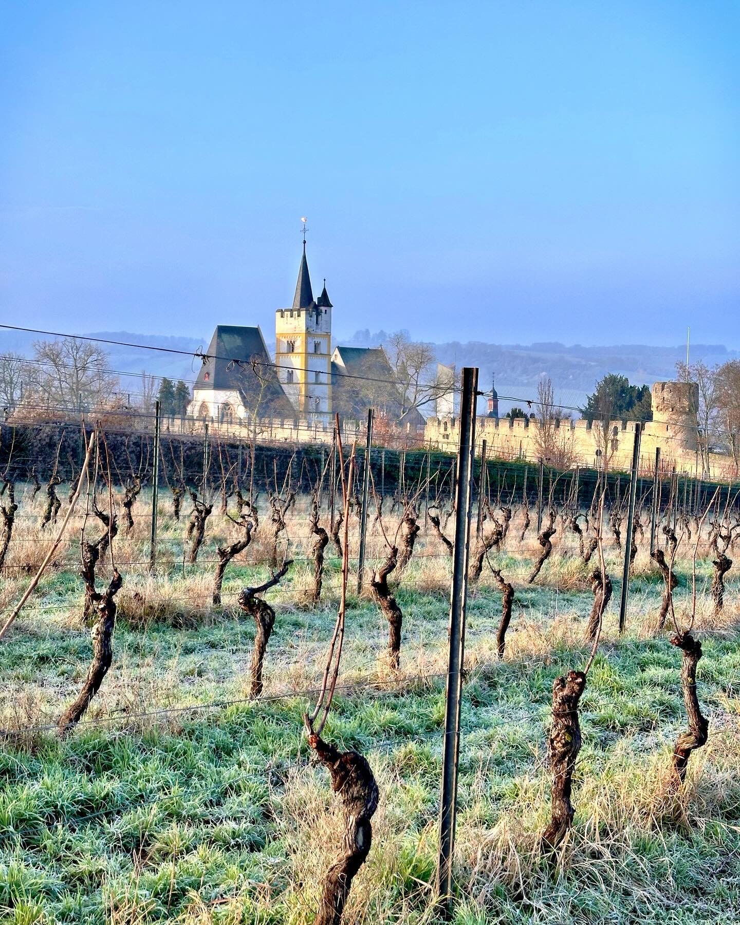 Hello Frühling 🇩🇪
We have had a pretty epic ( but early start ) to getting some spring vibes across the Weinbergs. Everything is green and starting to bloom.
Cheers 🥂
#winetour #vineyards #germanwine #rheinhessen #pfalz #rheingau #ontour #spring #ingelheim