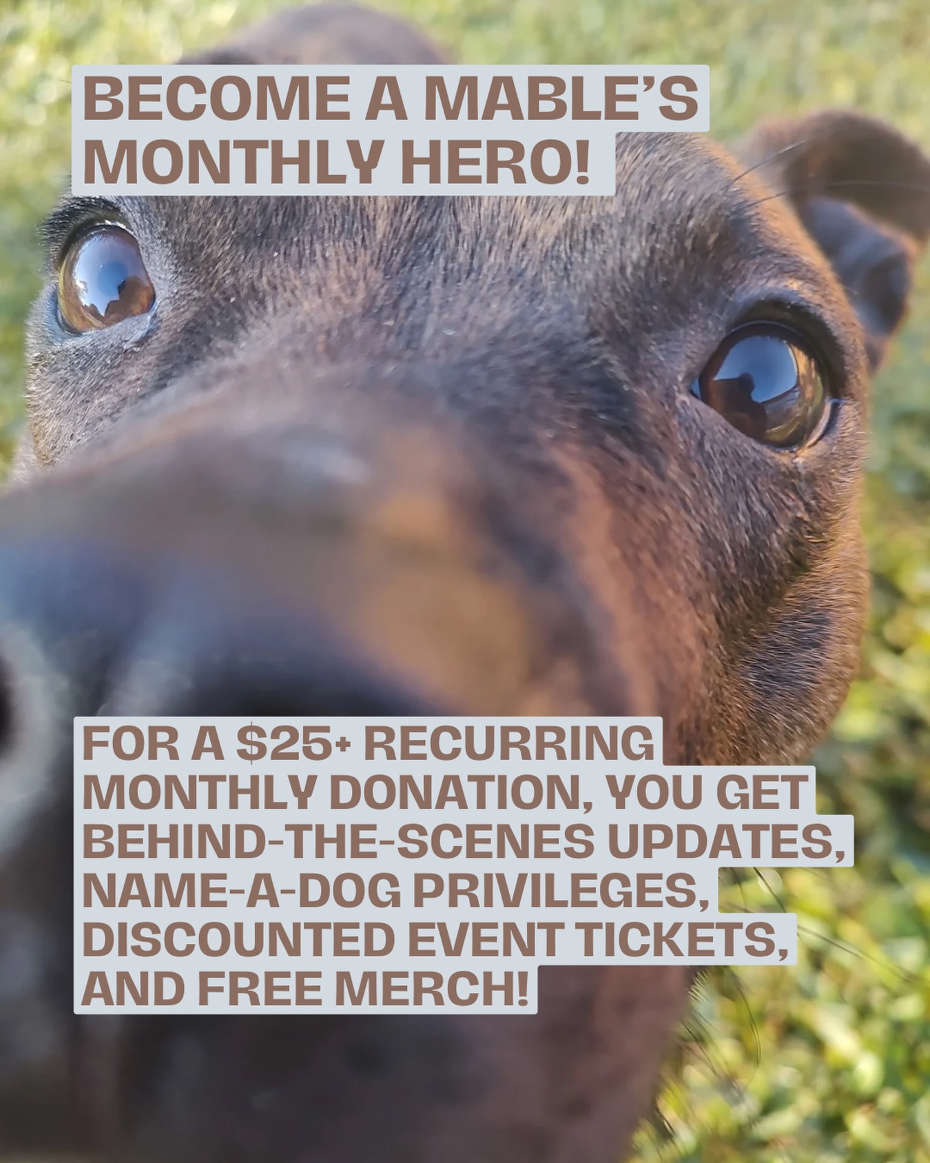 Rescue work simply isnāt possible without donations. Every dog we take in, every vet bill we pay, and every second chance we give is made possible by people who believe in this mission.
One of the most impactful ways you can support us is by becoming a Mableās Monthly Hero. Monthly donations help give us a clearer idea of the funds we can rely on each month, which allows us to better plan for vet care, supplies, and future rescues.
Anyone who signs up to be a Mableās Monthly Hero today (or any of our current Monthly Heroes) can pick out a FREE Mableās Mission t-shirt of their choice at our Gilbertās Coffee Bar event tomorrow between 12pm-2:30pm!š¶
Your consistent support helps us keep saying yes to dogs that need us.
Sign up here:
www.mablesmission.org/donate-1
Thank you to every single person who helps us keep this rescue going. š¾
#donationrun #dogrescue #rescuedog #stuartfl #portsalernofl