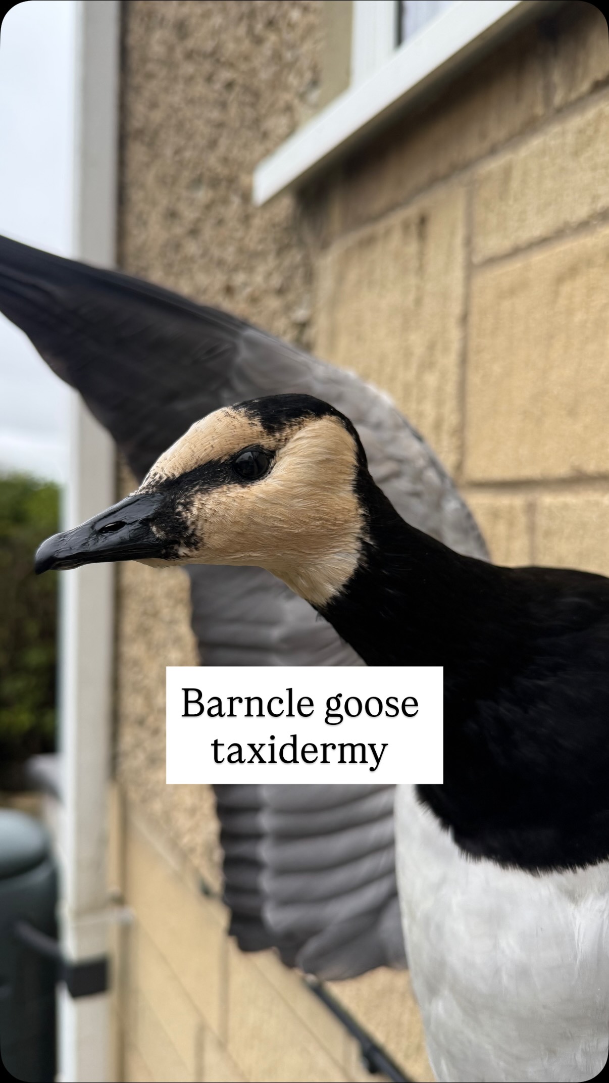 Lovely barnacle goose that went back to the customer this week. A great dynamic pose that pushed me. Having a new fleshing wheel to process waterfowl is a god send for me. Makes life a lot easier.
#taxidermy #barnaclegoose #wildlife #goose #wildlife